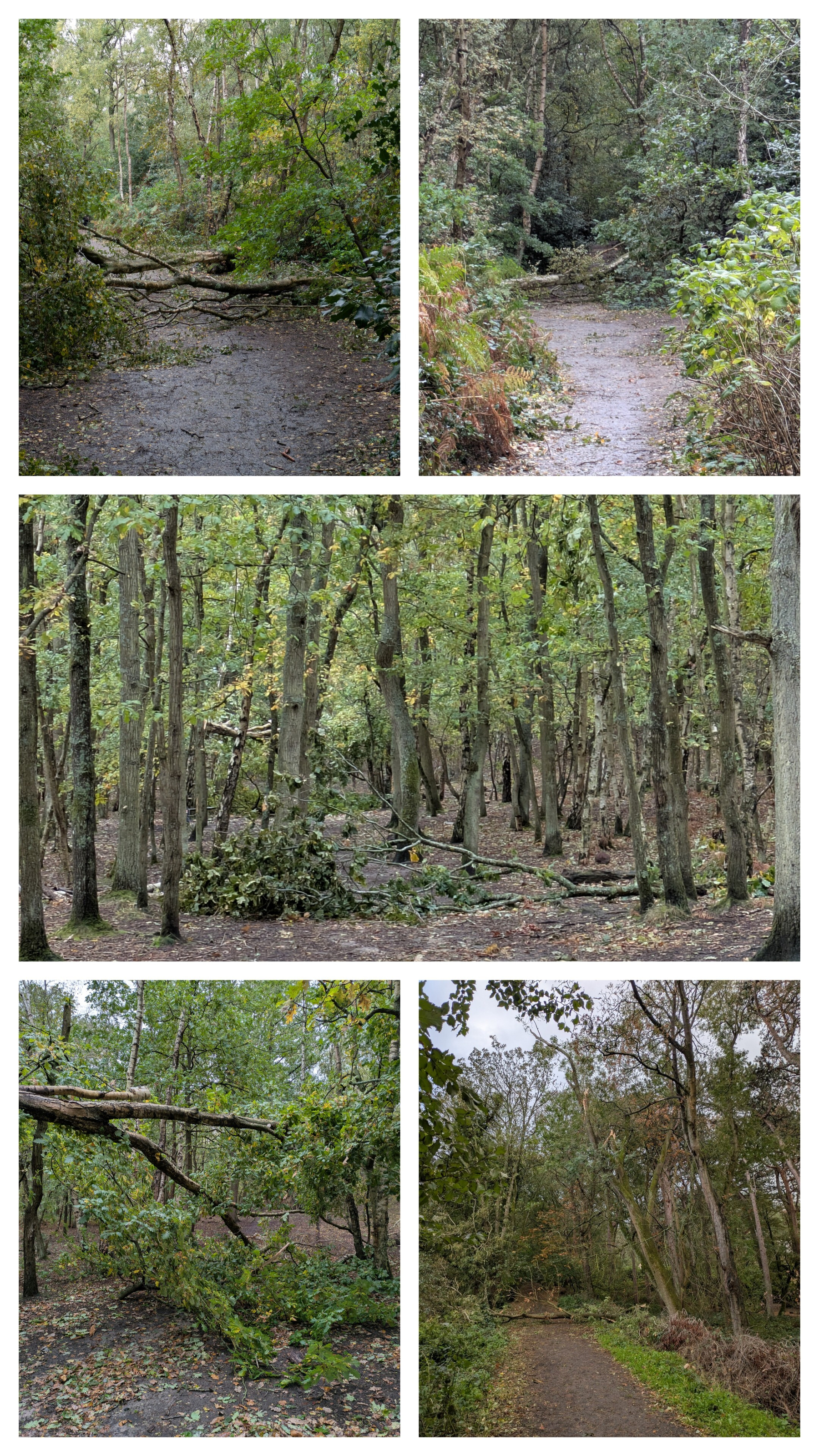 A forest trail is shown obstructed by fallen trees and branches, surrounded by dense green foliage.