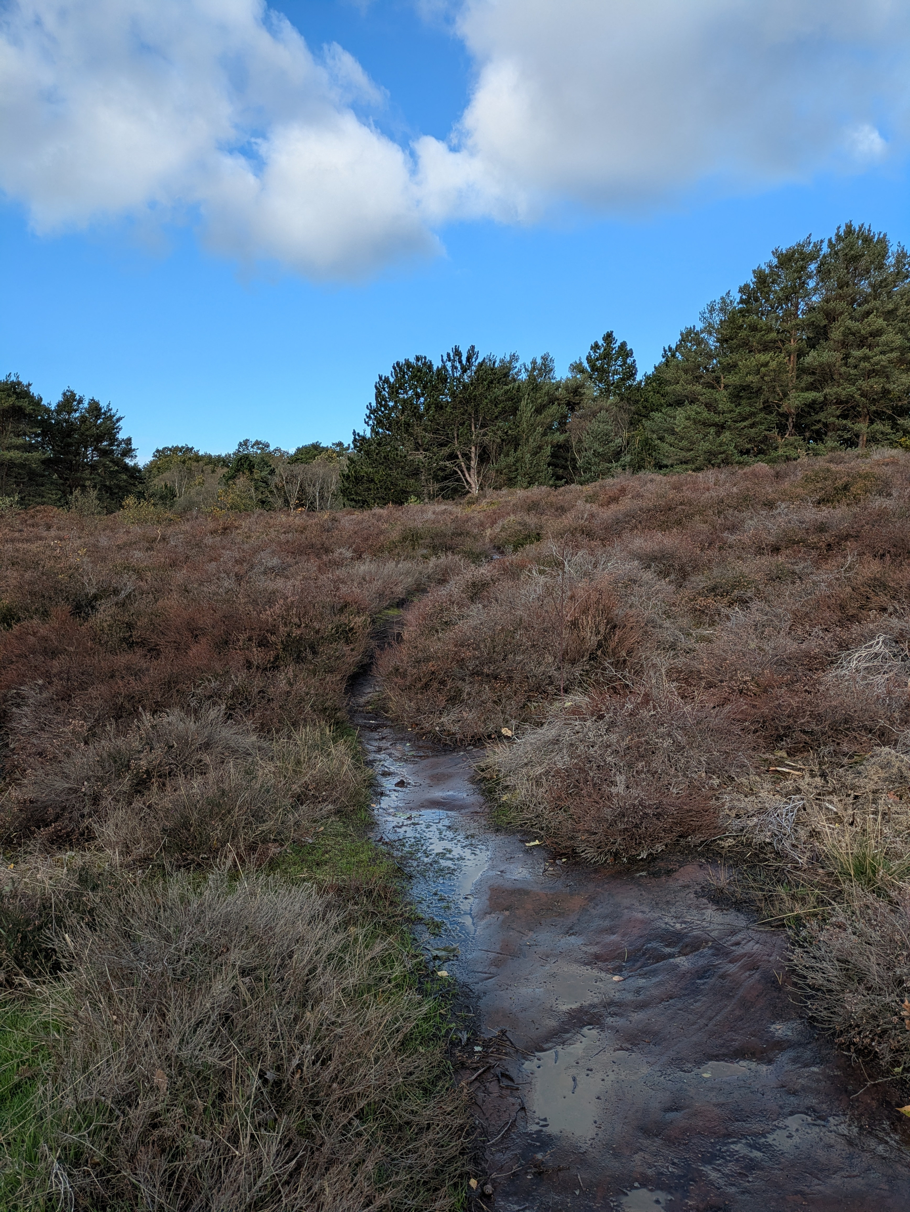 A narrow muddy path winds through a field of heather bushes with green pine trees and a blue sky with clouds in the background.