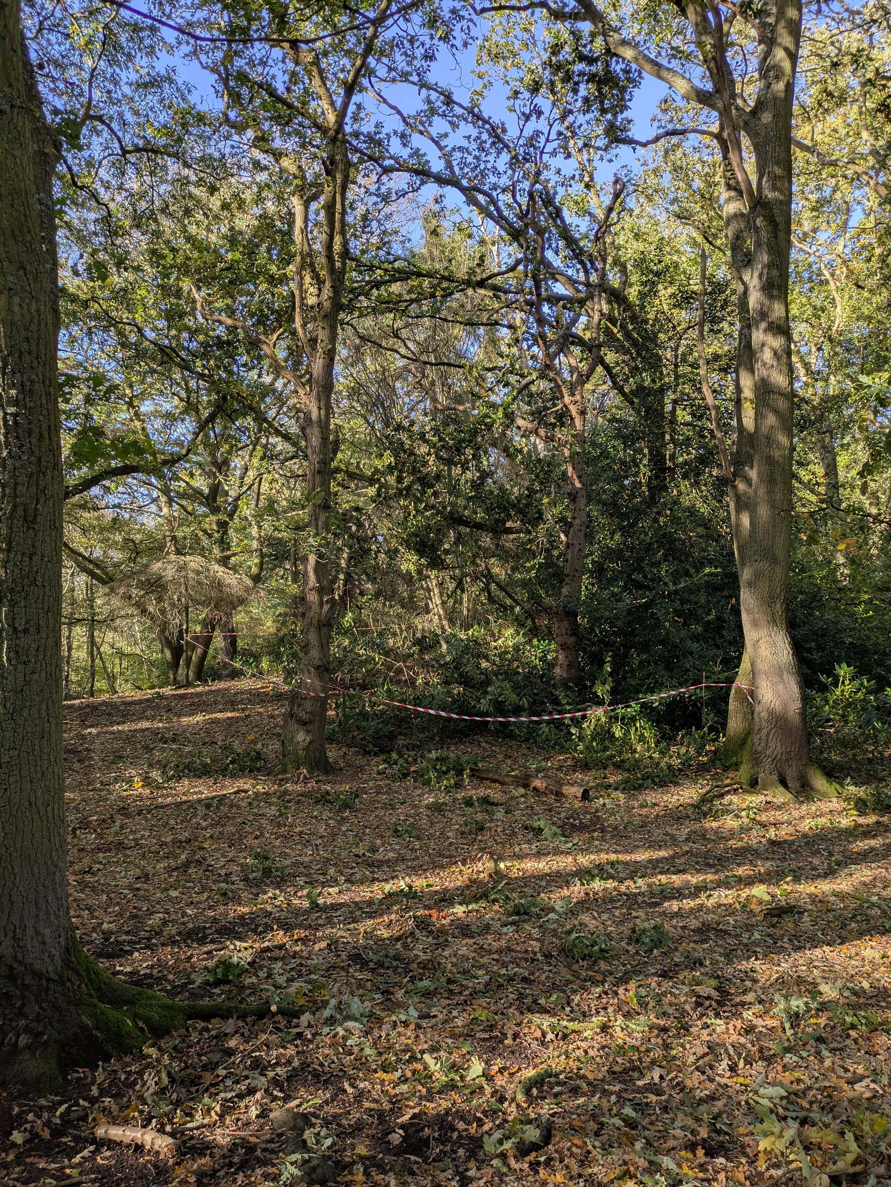 A wooded area with tall trees, leafy ground cover, and a section cordoned off with red and white tape is illuminated by sunlight filtering through the branches.