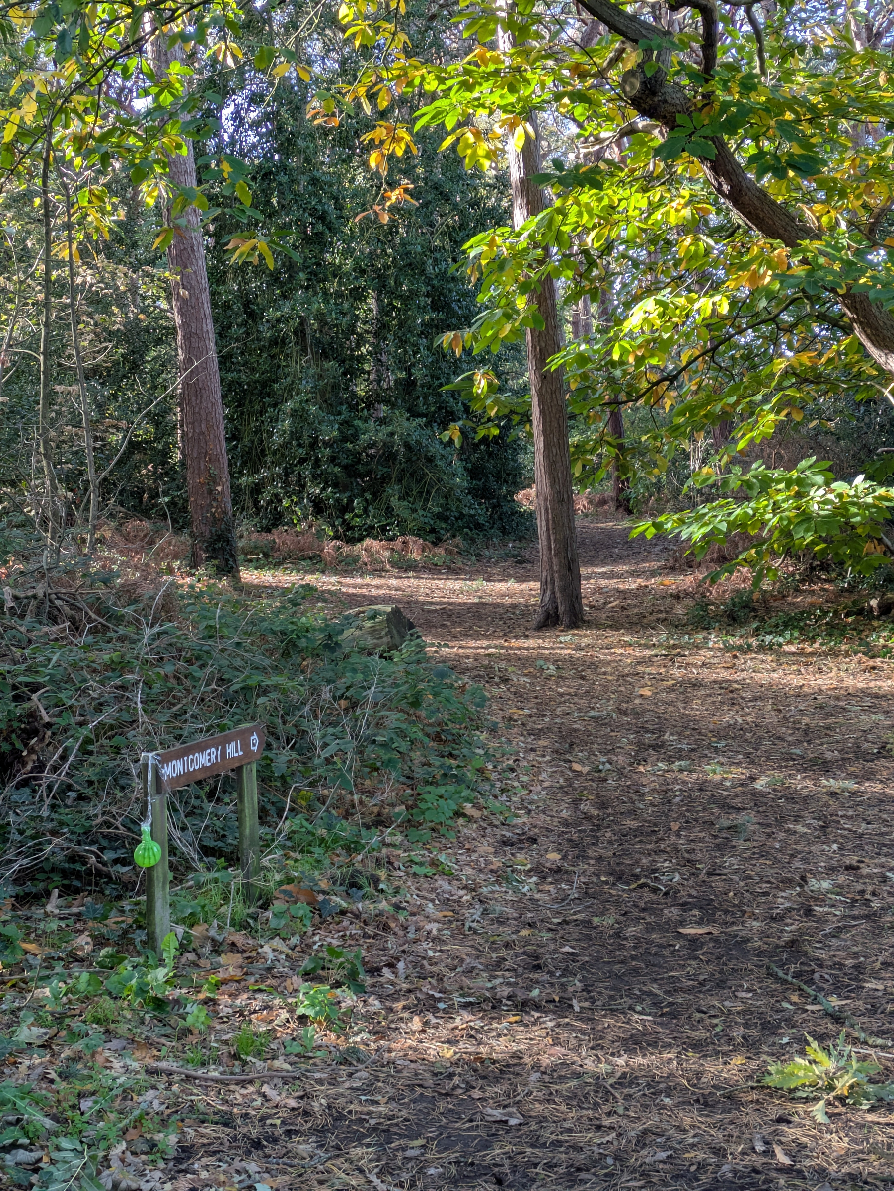 A sunlit forest path covered with fallen leaves is flanked by trees and foliage, with a signpost indicating the direction to Montgomery Hill.