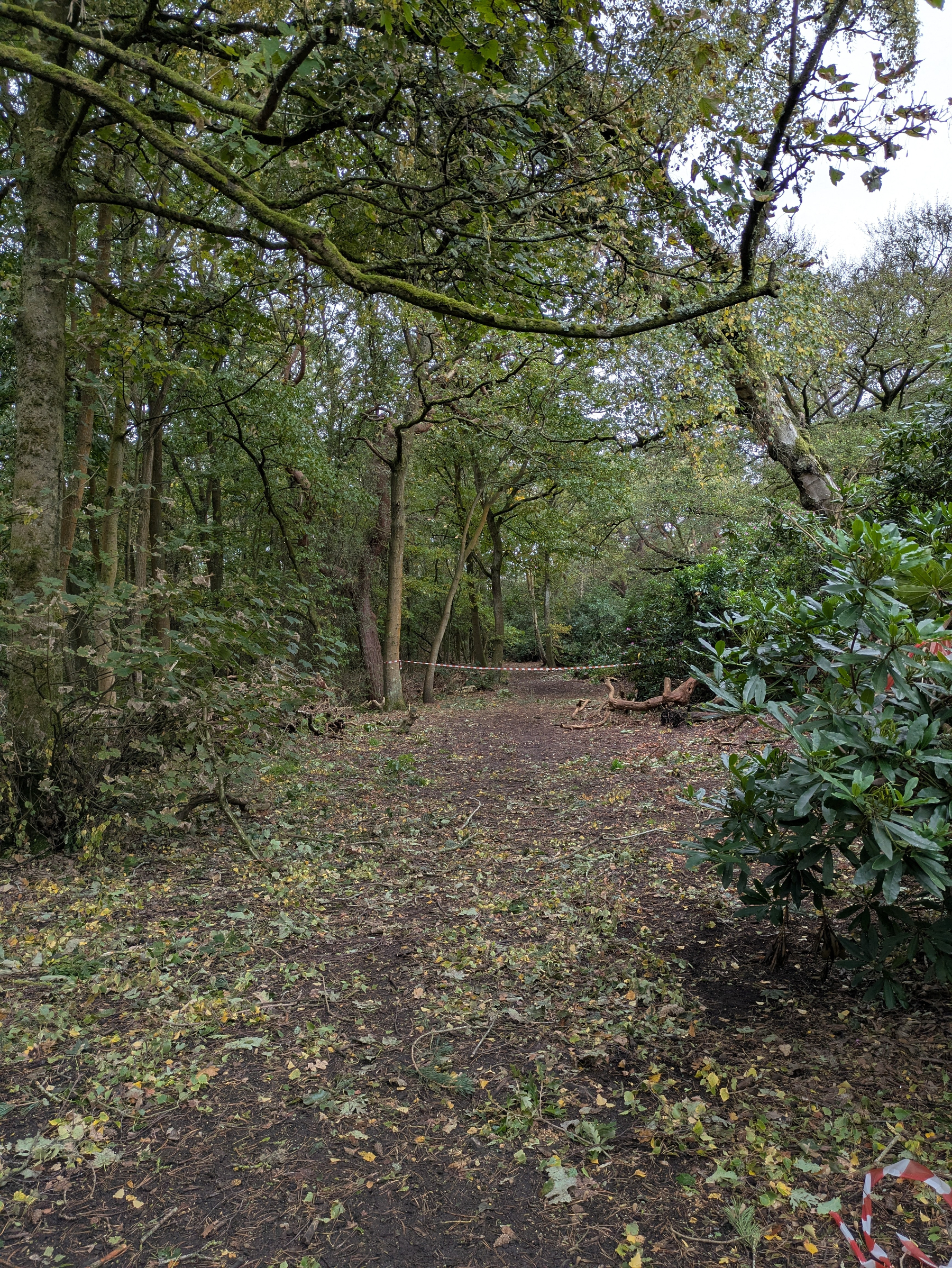 A forest path covered with fallen leaves is surrounded by dense trees and some caution tape blocking the way further ahead.