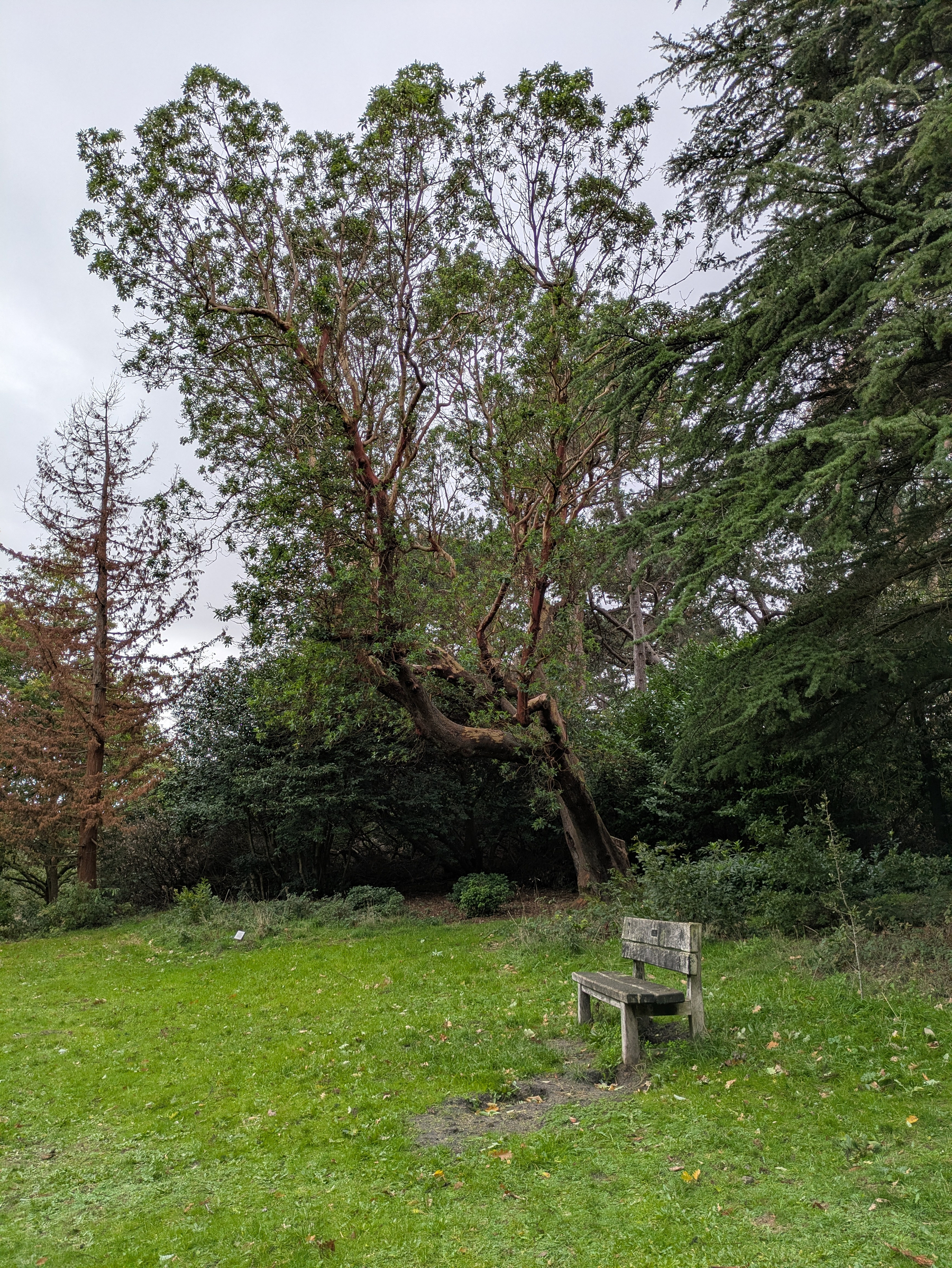 A wooden bench sits alone on a grassy patch surrounded by various trees and greenery under a cloudy sky.