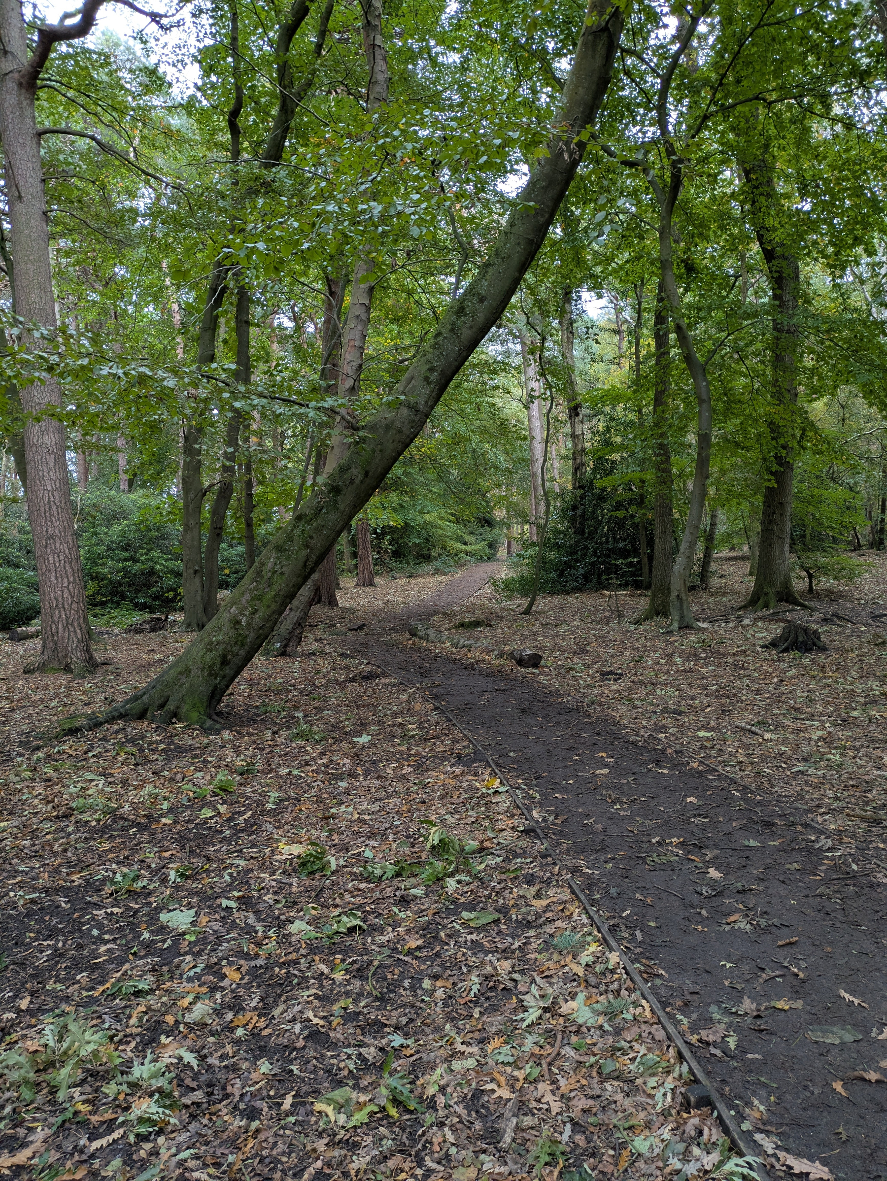 A narrow dirt path winds through a densely wooded forest with green-leaved trees and scattered fallen leaves on the ground.