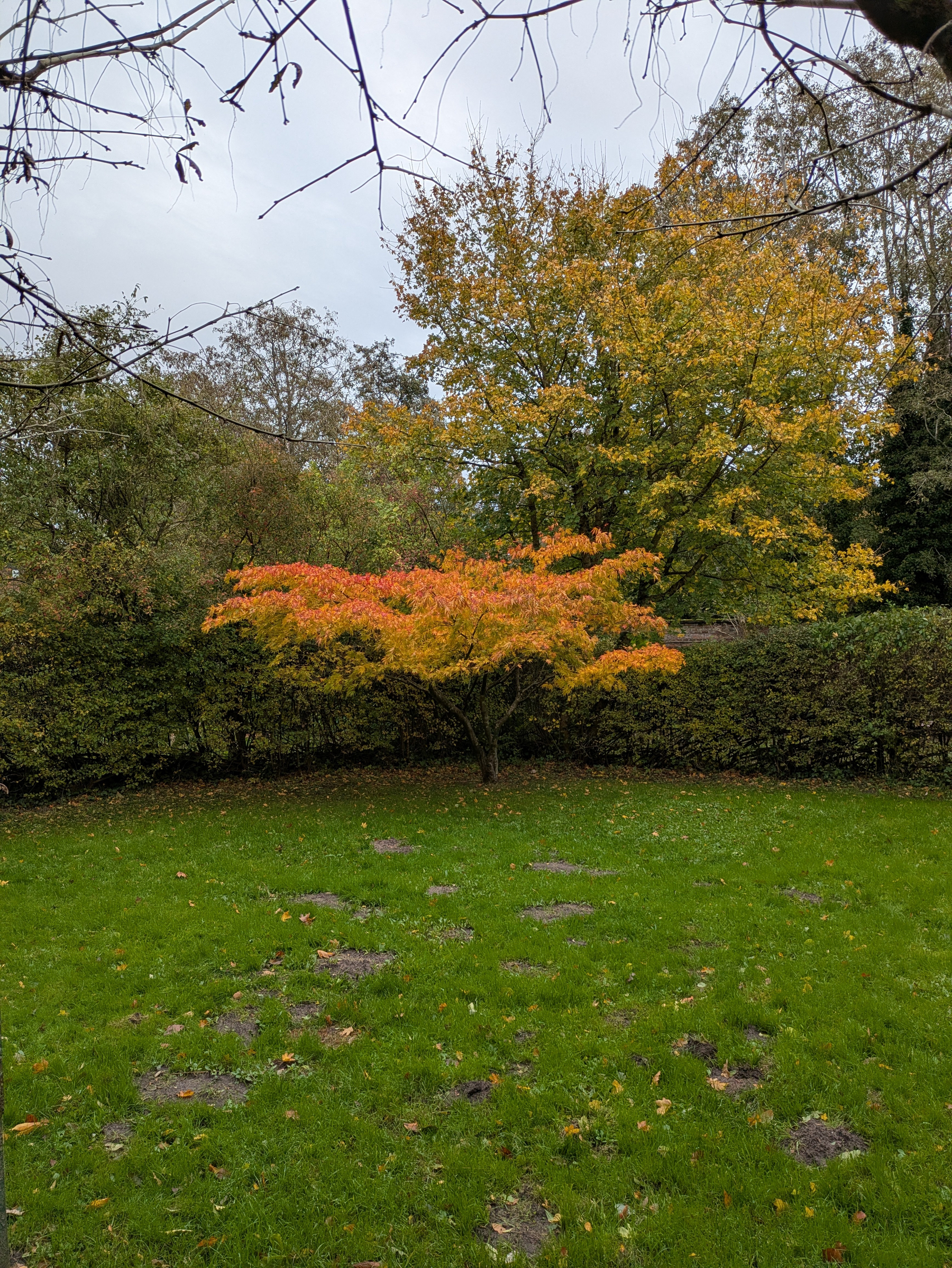 A small tree with vibrant orange and yellow leaves stands in a grassy area surrounded by taller trees with autumn foliage.