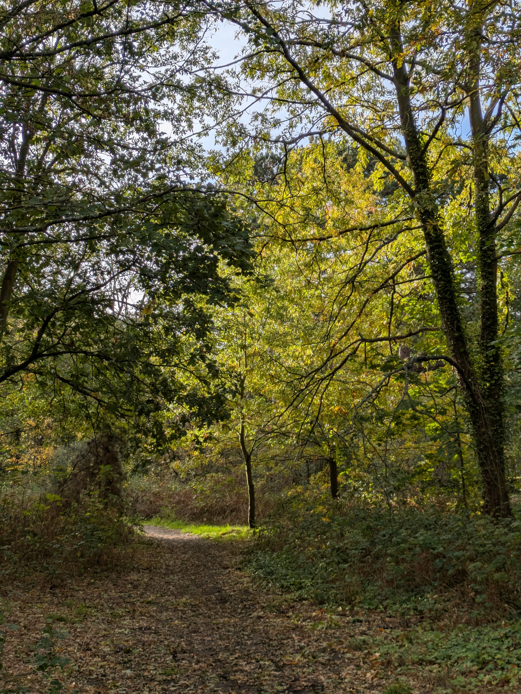 A sunlit forest path surrounded by green and yellowing trees creates a peaceful natural scene.
