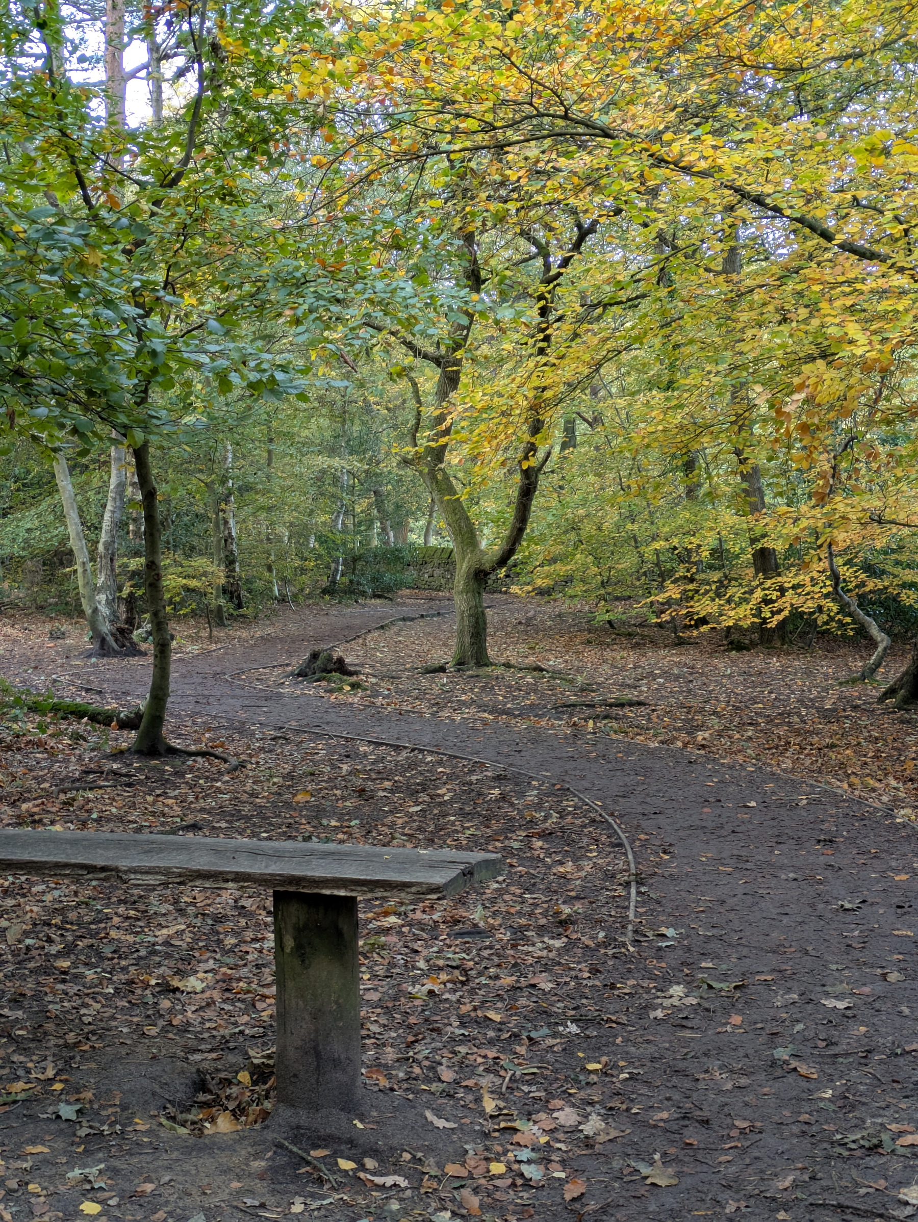A winding dirt path surrounded by trees with autumn foliage features a simple wooden bench alongside it.