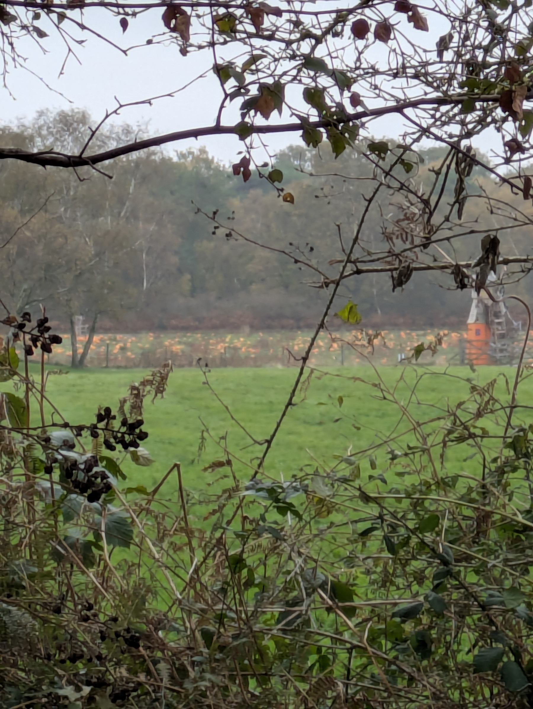 A green field bordered by bushes and trees with a pumpkin patch and a small model windmill in the distance.