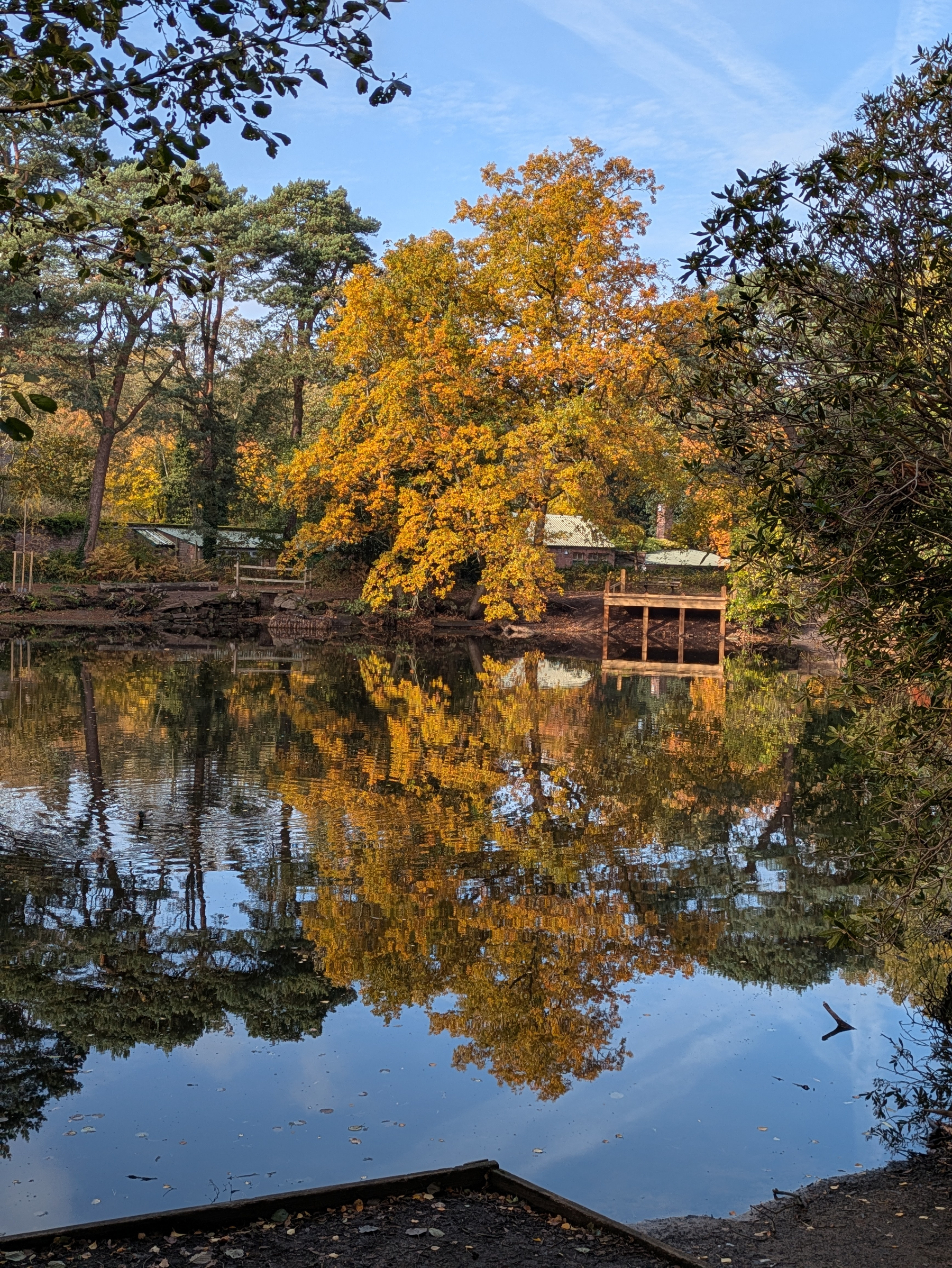 A vibrant autumn tree with golden leaves is reflected in the calm water of a lake surrounded by other greenery and a small dock.