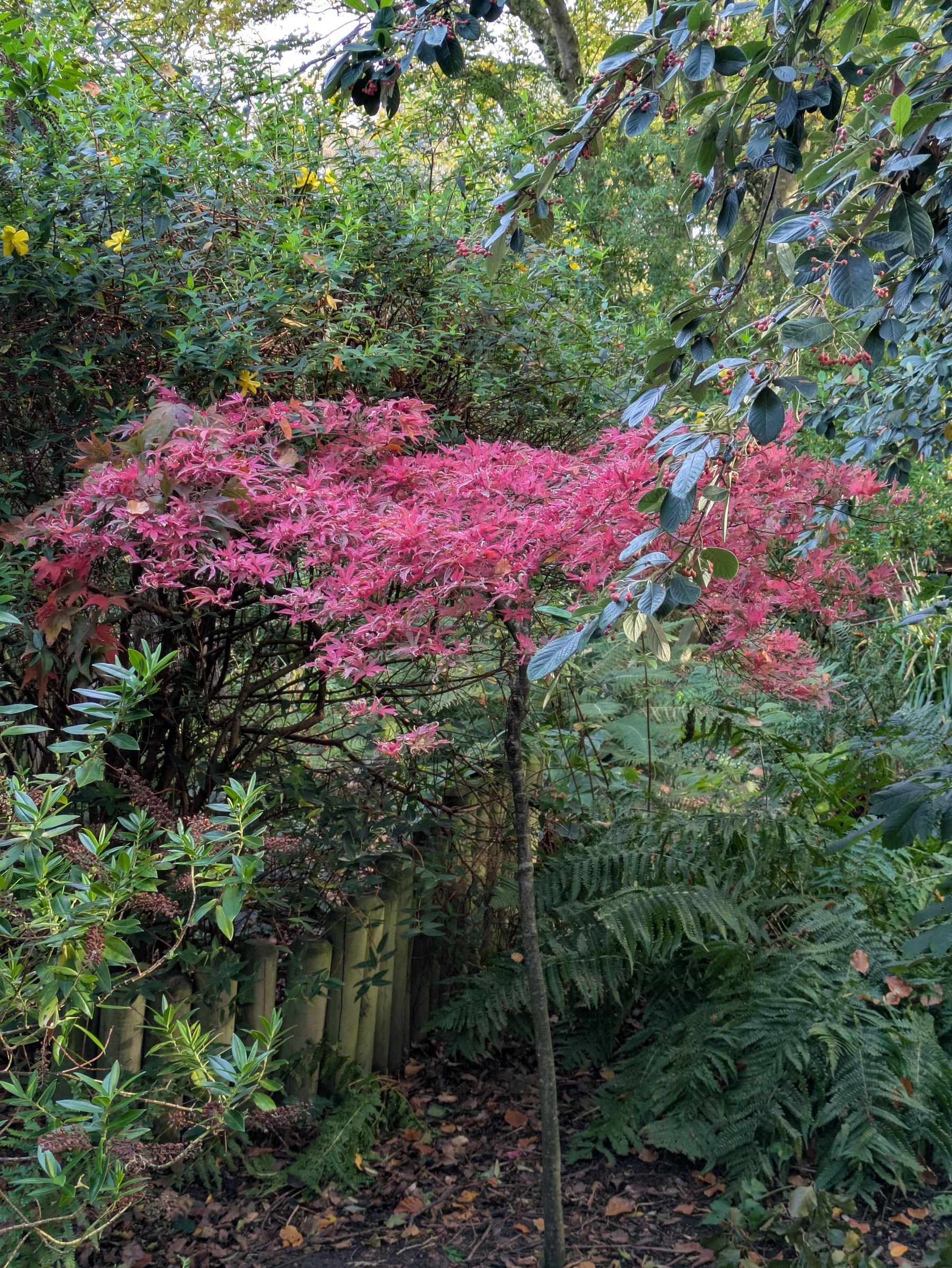 A small tree with vibrant pink leaves stands surrounded by lush green foliage in a garden setting.