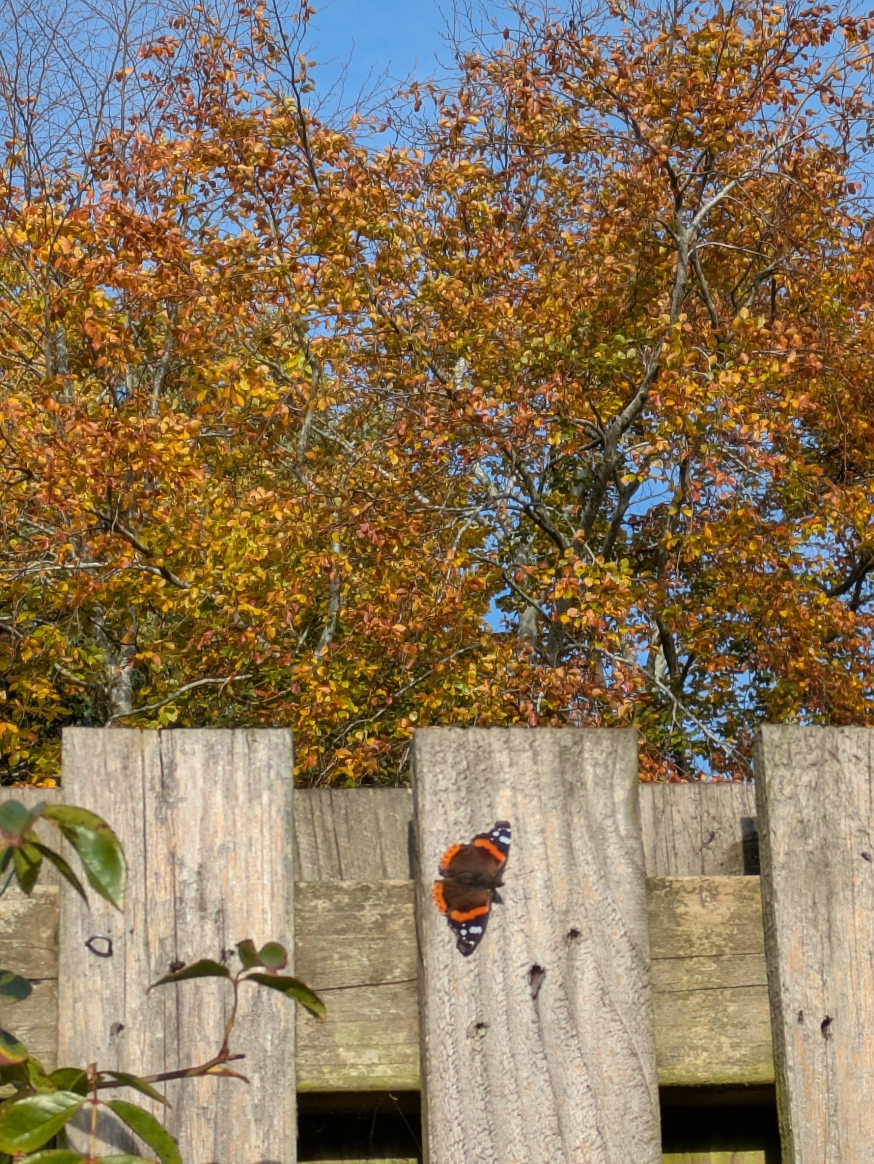 A butterfly with orange and black wings rests on a wooden fence with autumn trees and a clear blue sky in the background.