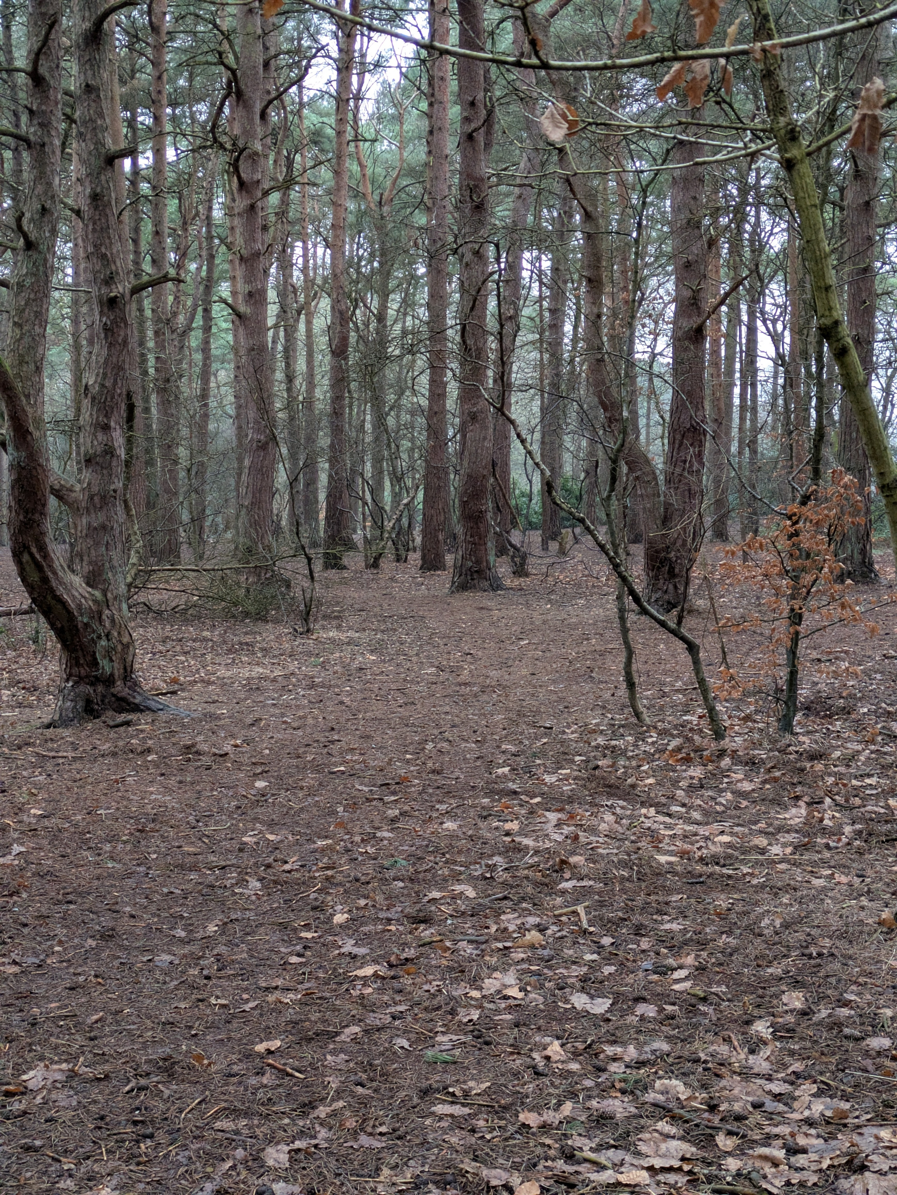 A serene forest scene with tall trees and a ground covered in leaves and pine needles.