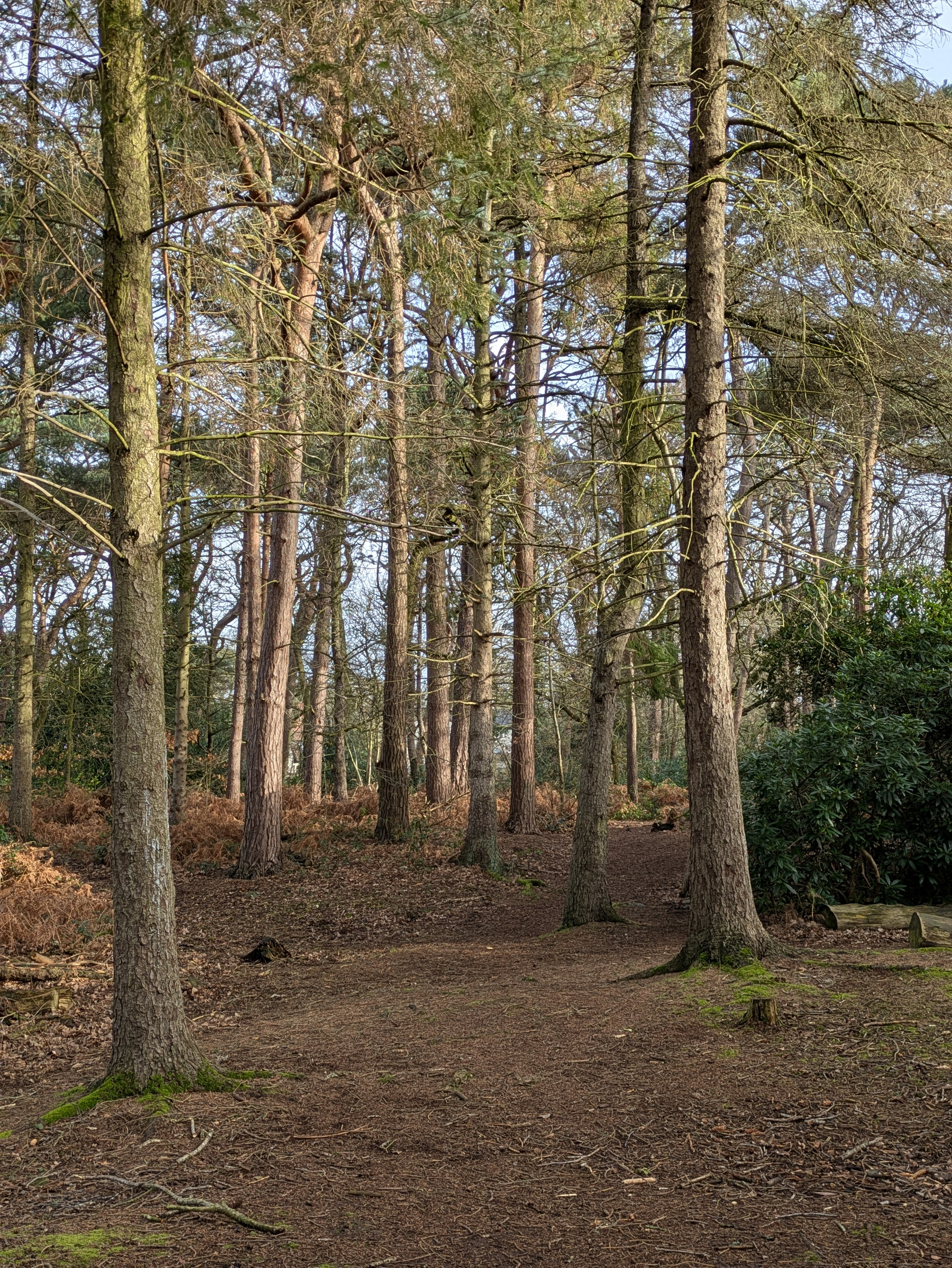 A serene forest scene features tall trees, a dirt path, and scattered undergrowth.