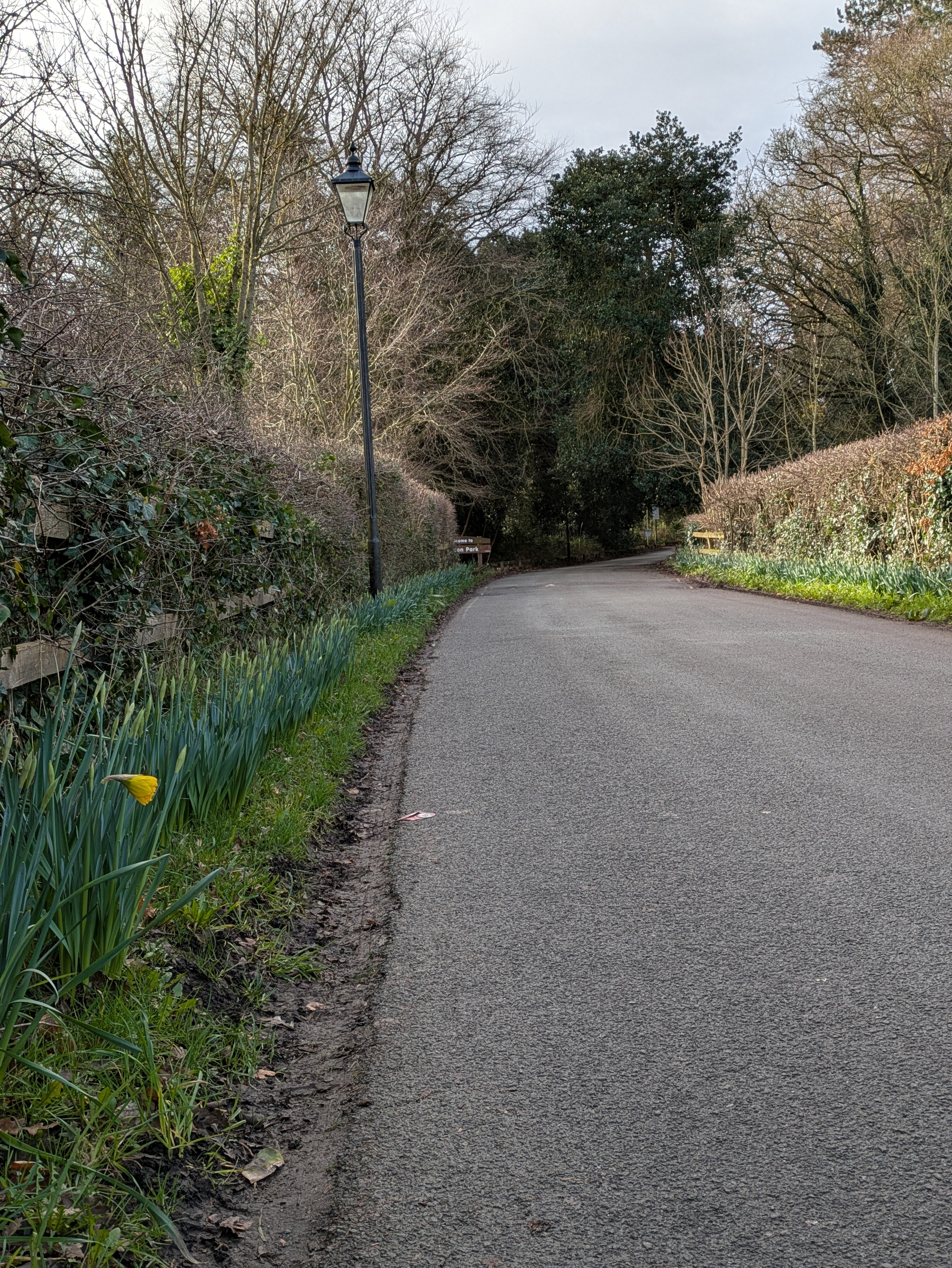 A narrow road curves gently through a wooded area, flanked by tall hedges and a row of budding daffodils.
