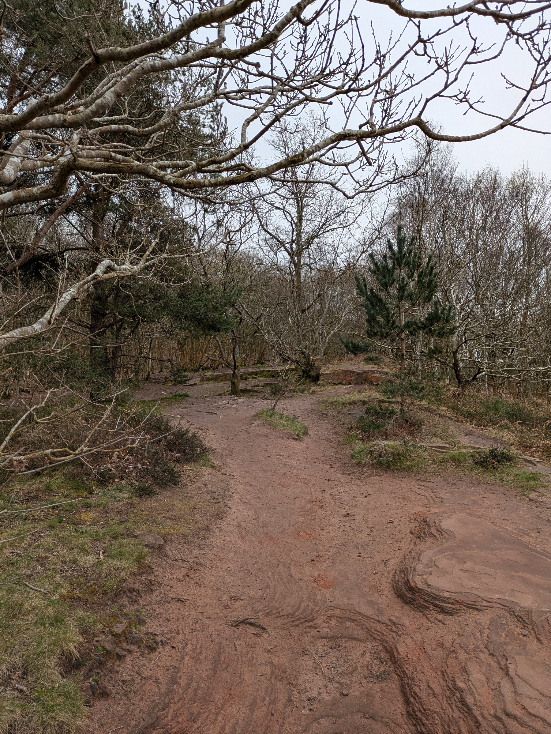 A sandy path winds through a wooded area with bare trees and patches of greenery.