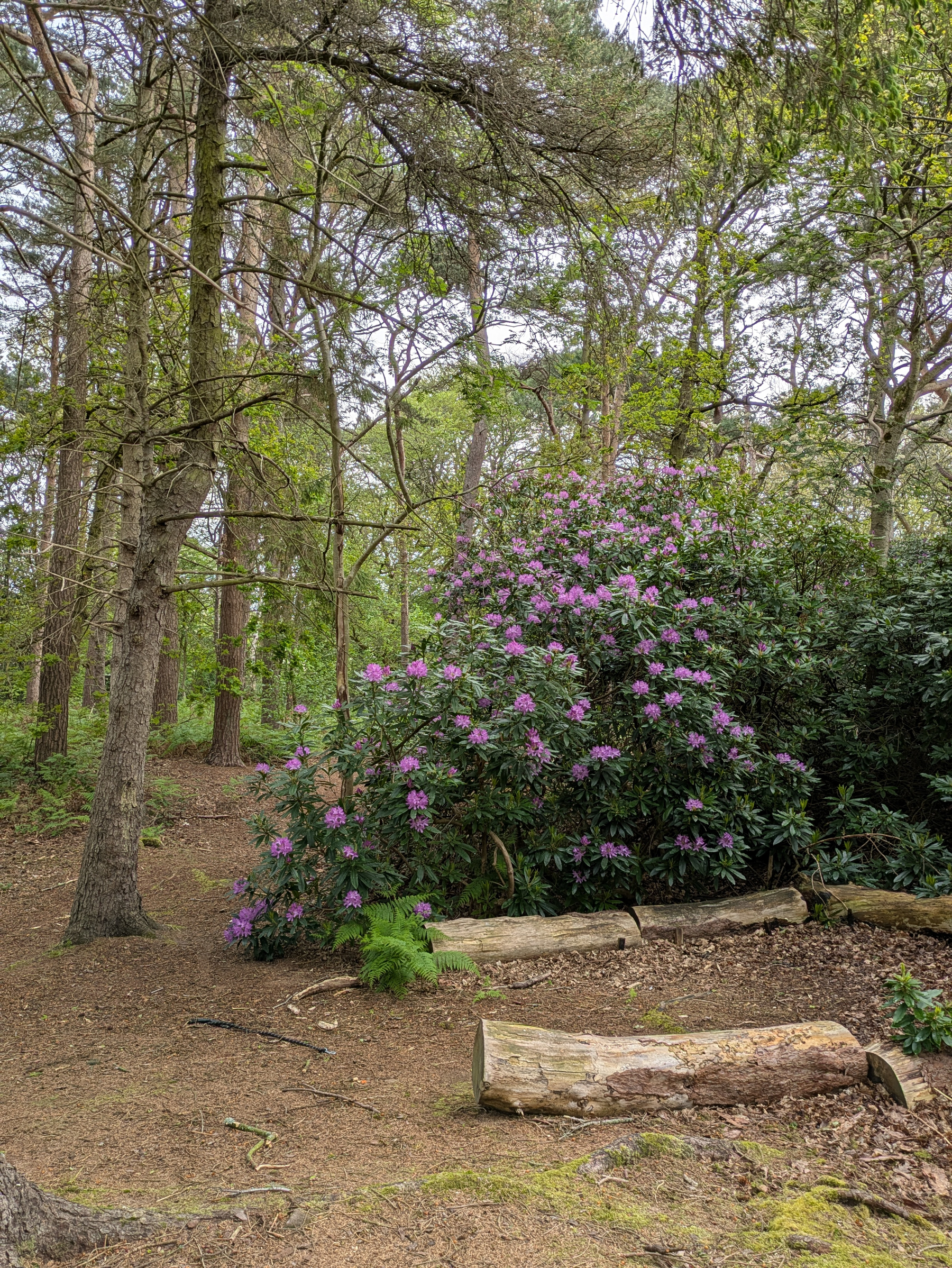 A peaceful wooded area features tall trees and a large bush with blooming purple flowers, with logs arranged on the ground.