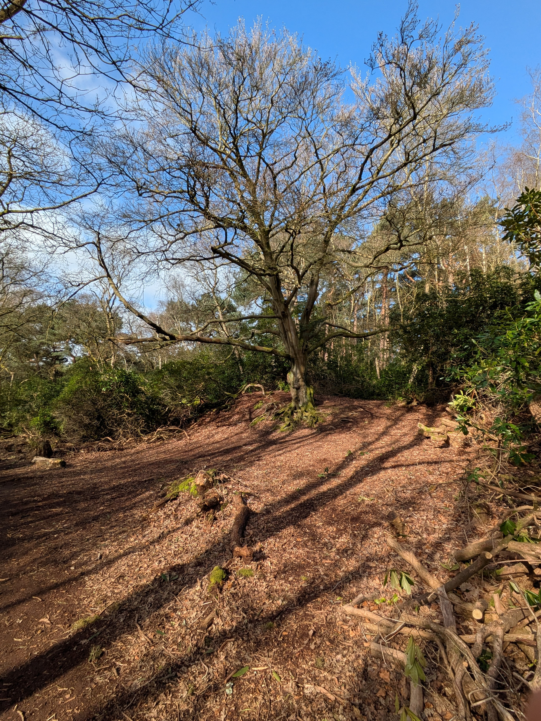 A large tree stands in a sunlit forest clearing, surrounded by leafless branches and wooded undergrowth.