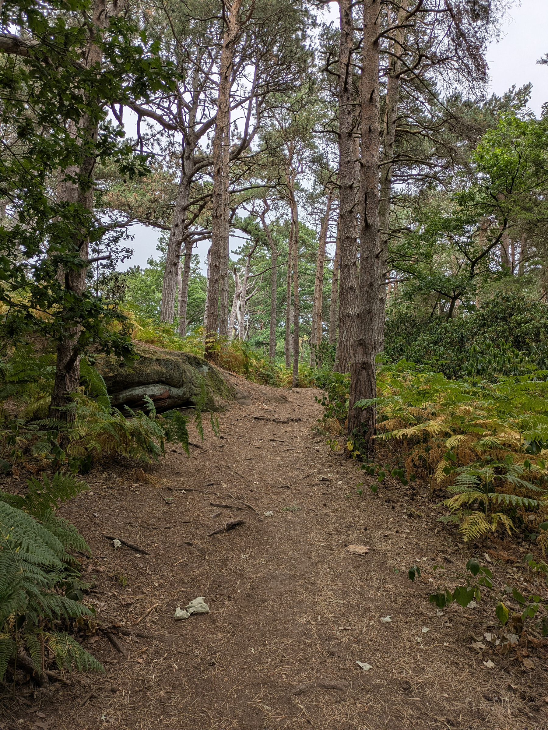 A dirt path winds through a dense forest with tall pine trees and lush green ferns.