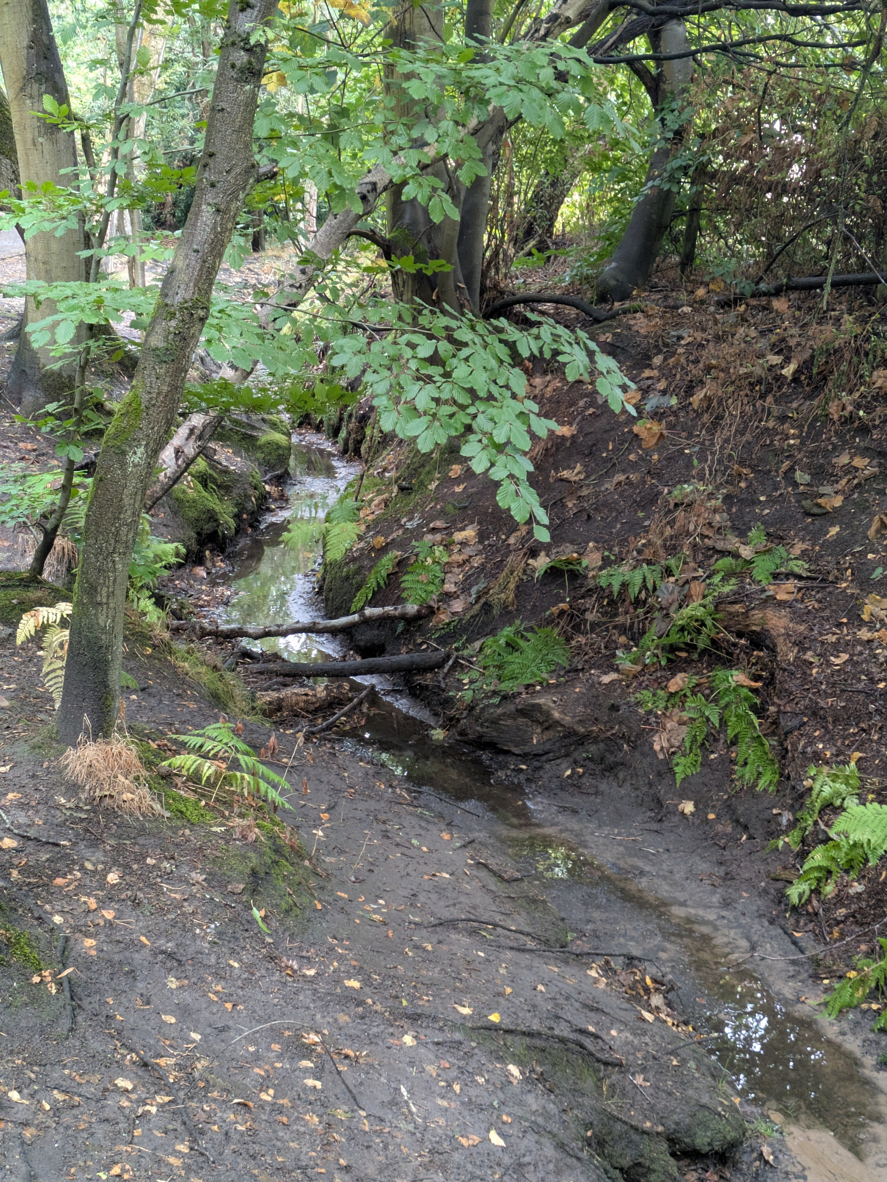 A small, shallow creek winds through a wooded area with green foliage and patches of exposed soil.