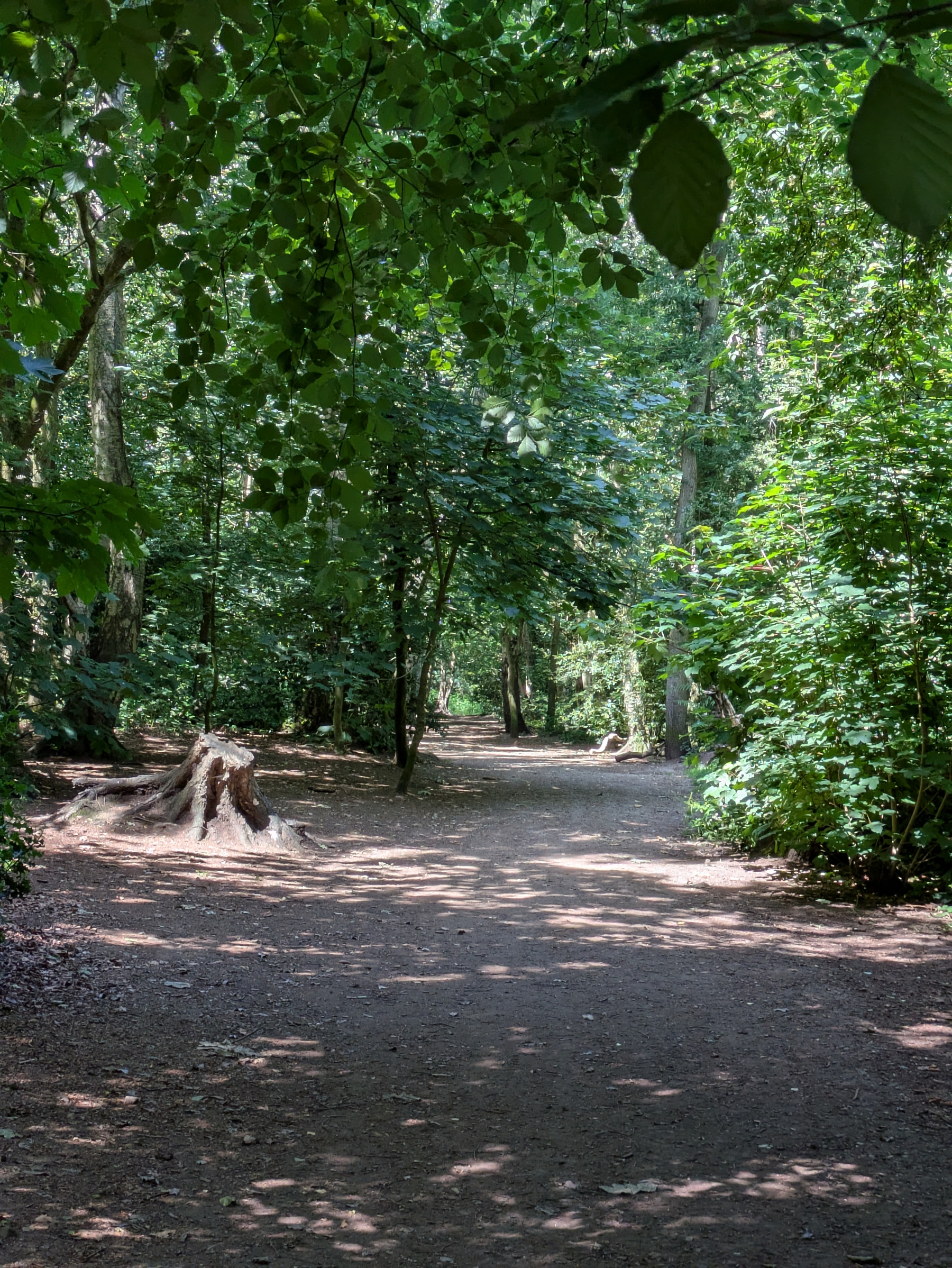 A sunlit dirt path winds through a dense, green forest with shadows cast by overhanging tree branches.