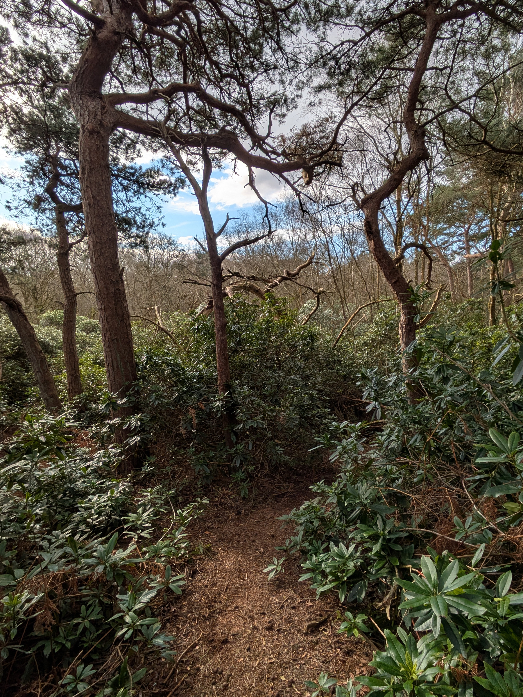 A narrow dirt path winds through a dense forest of tall trees and thick foliage under a partly cloudy sky.