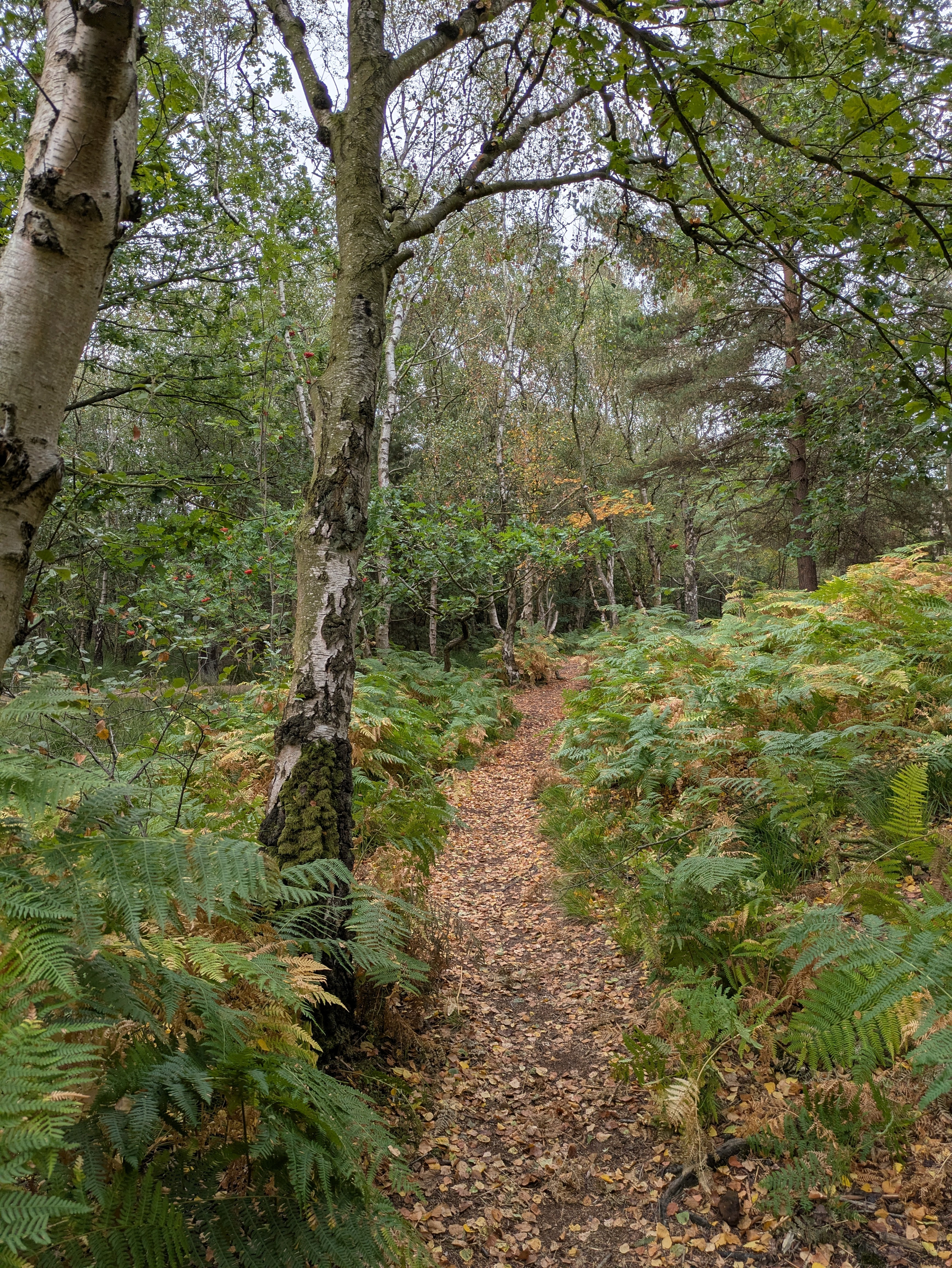 A narrow dirt path covered with fallen leaves winds through a dense forest of birch trees and green ferns.