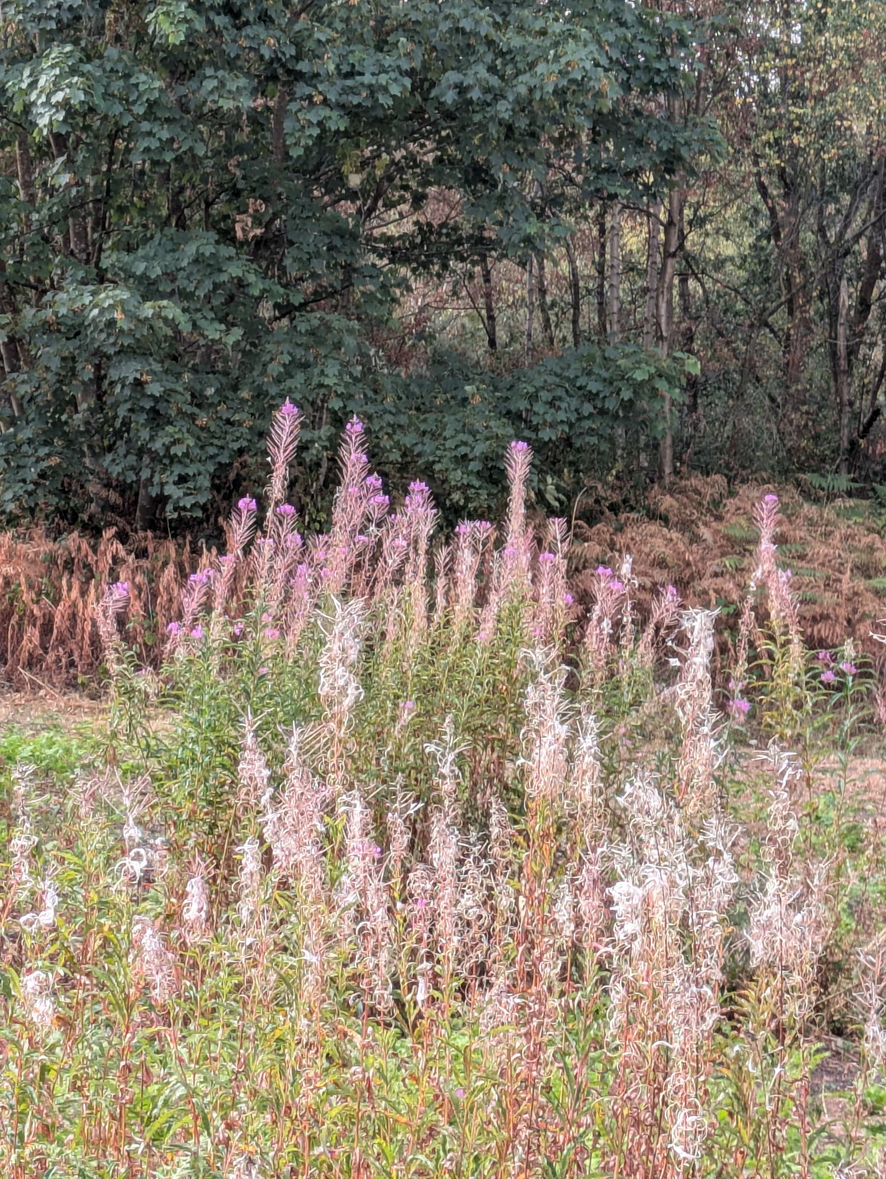 A cluster of tall wildflowers with pink and white blooms stands in front of dense green trees and brownish underbrush.