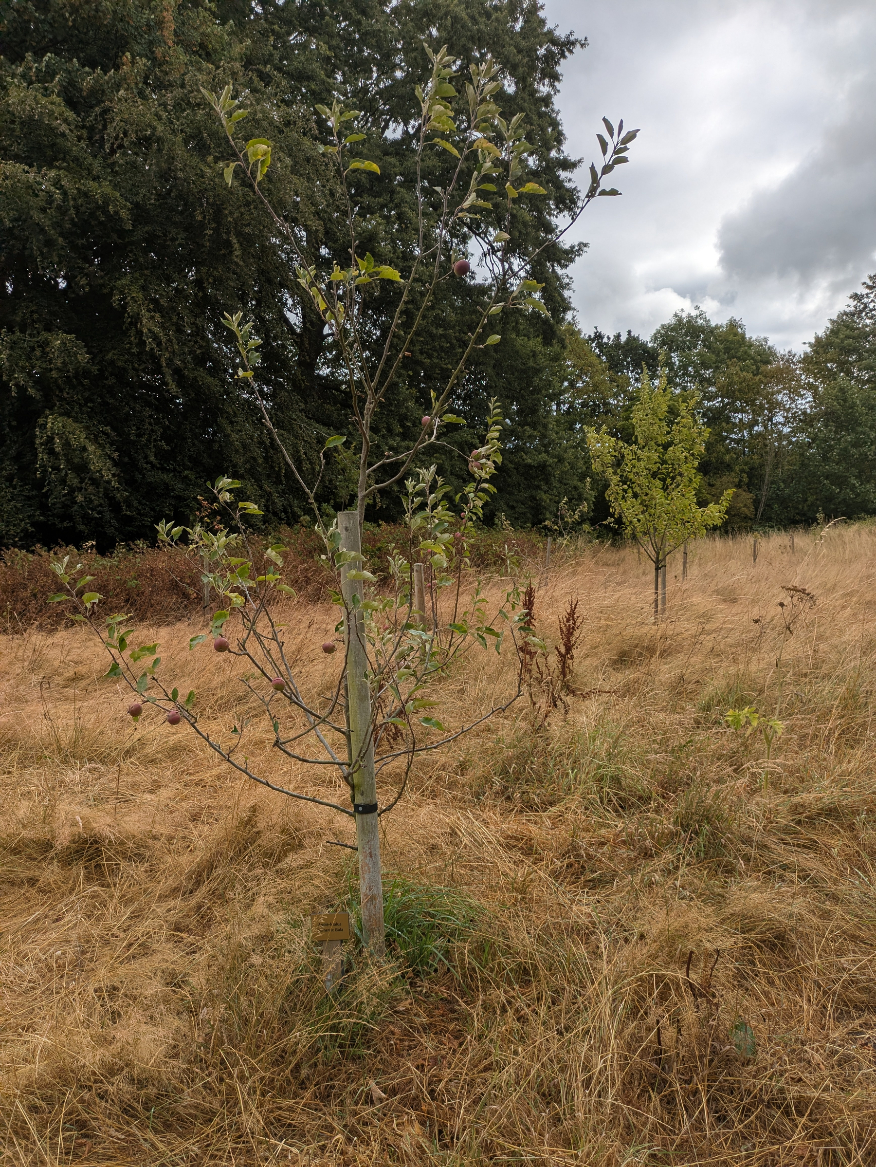 A young fruit tree with some small apples is staked in a grassy field under a cloudy sky.