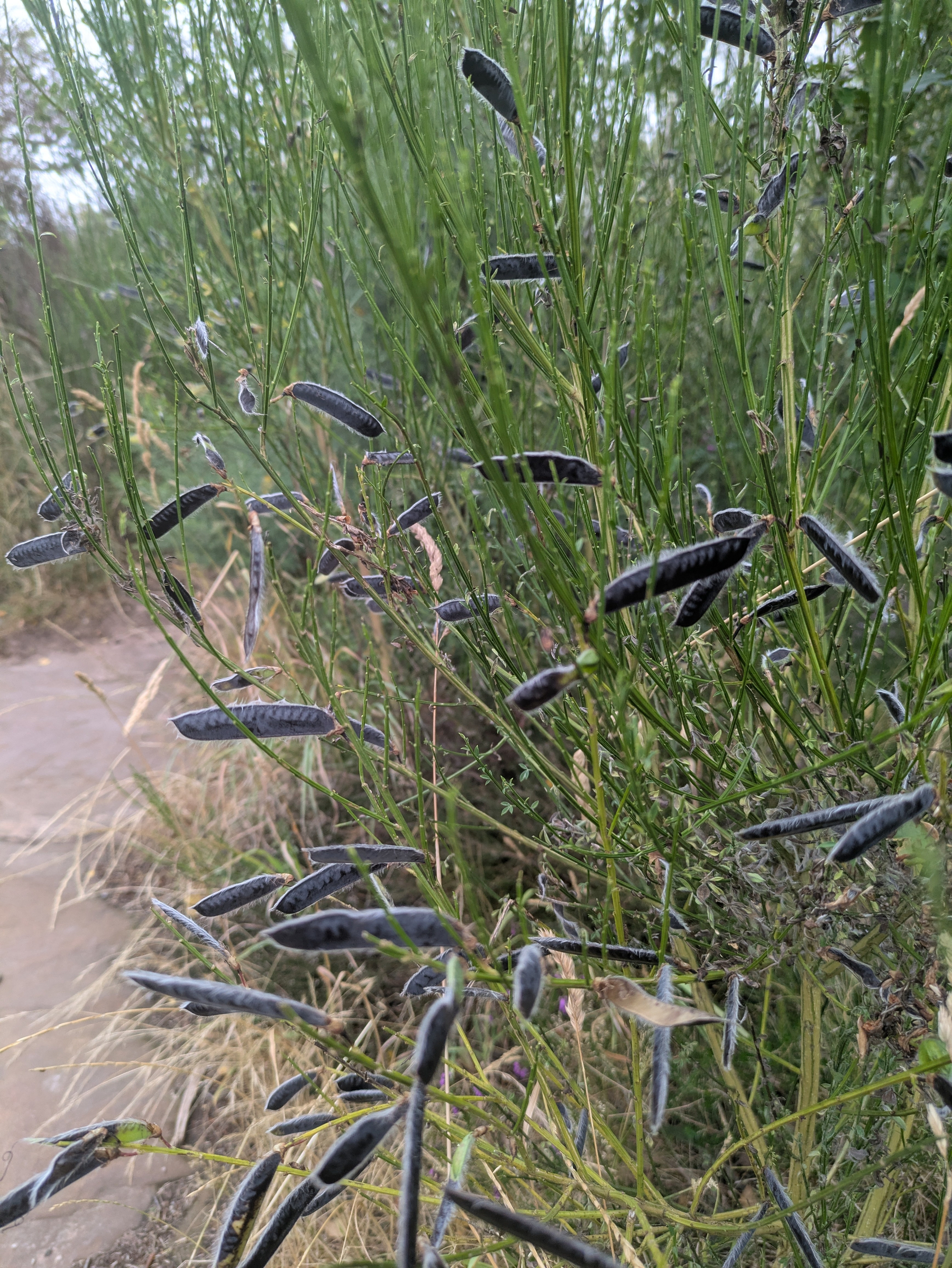 Green plants with numerous dark, elongated seed pods growing along a dirt path in a natural outdoor setting.