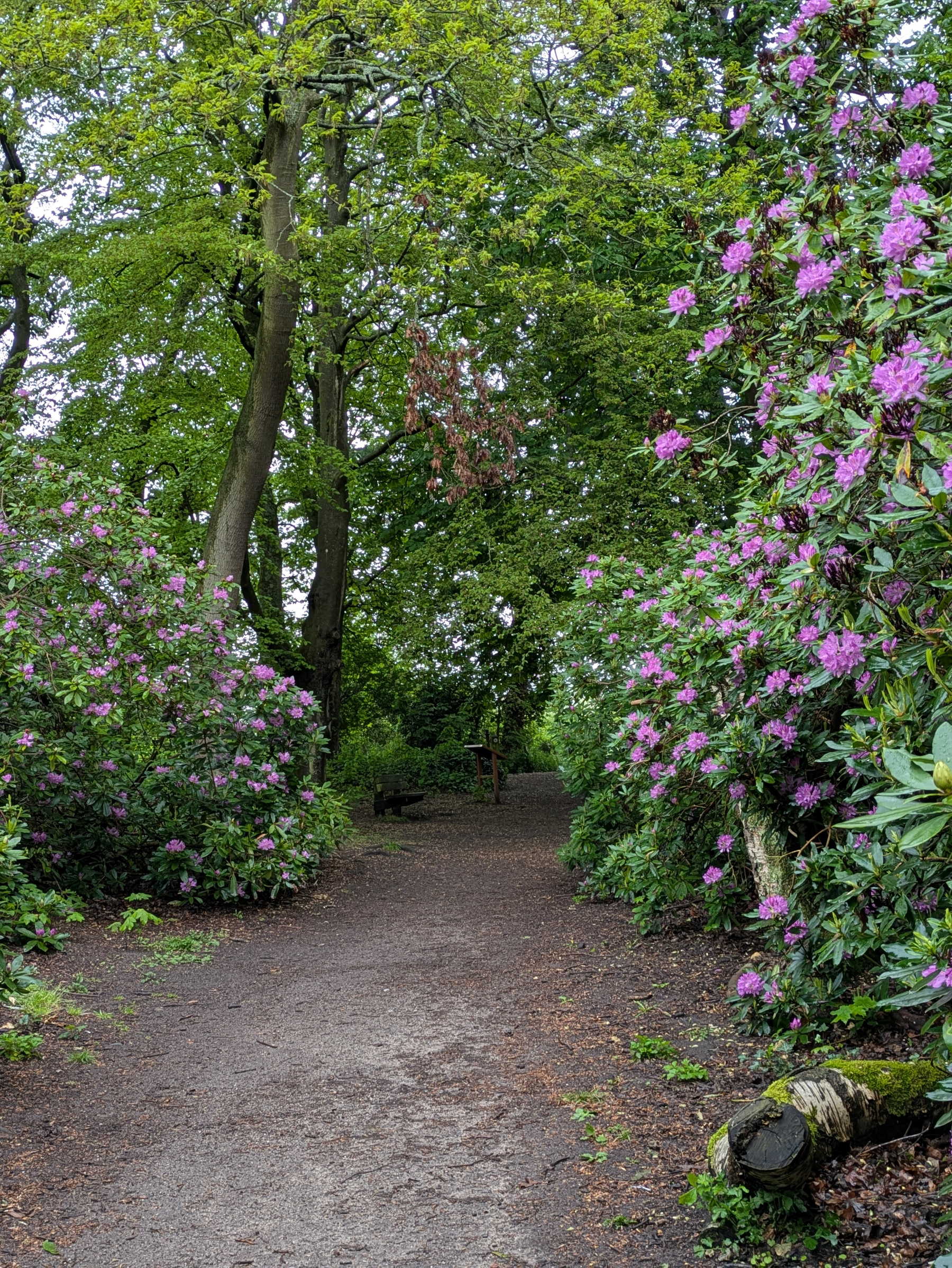 A serene forest path is lined with blooming purple and pink flowers and lush green trees.