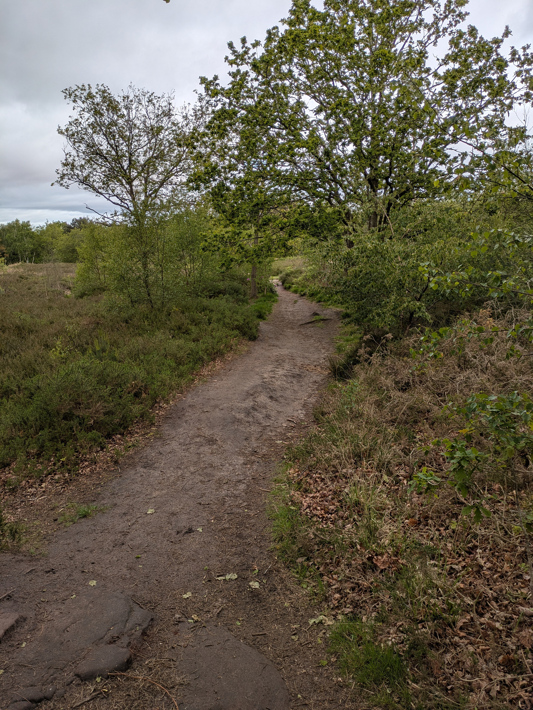 A narrow dirt path winds through a lush, green wooded area under a cloudy sky.