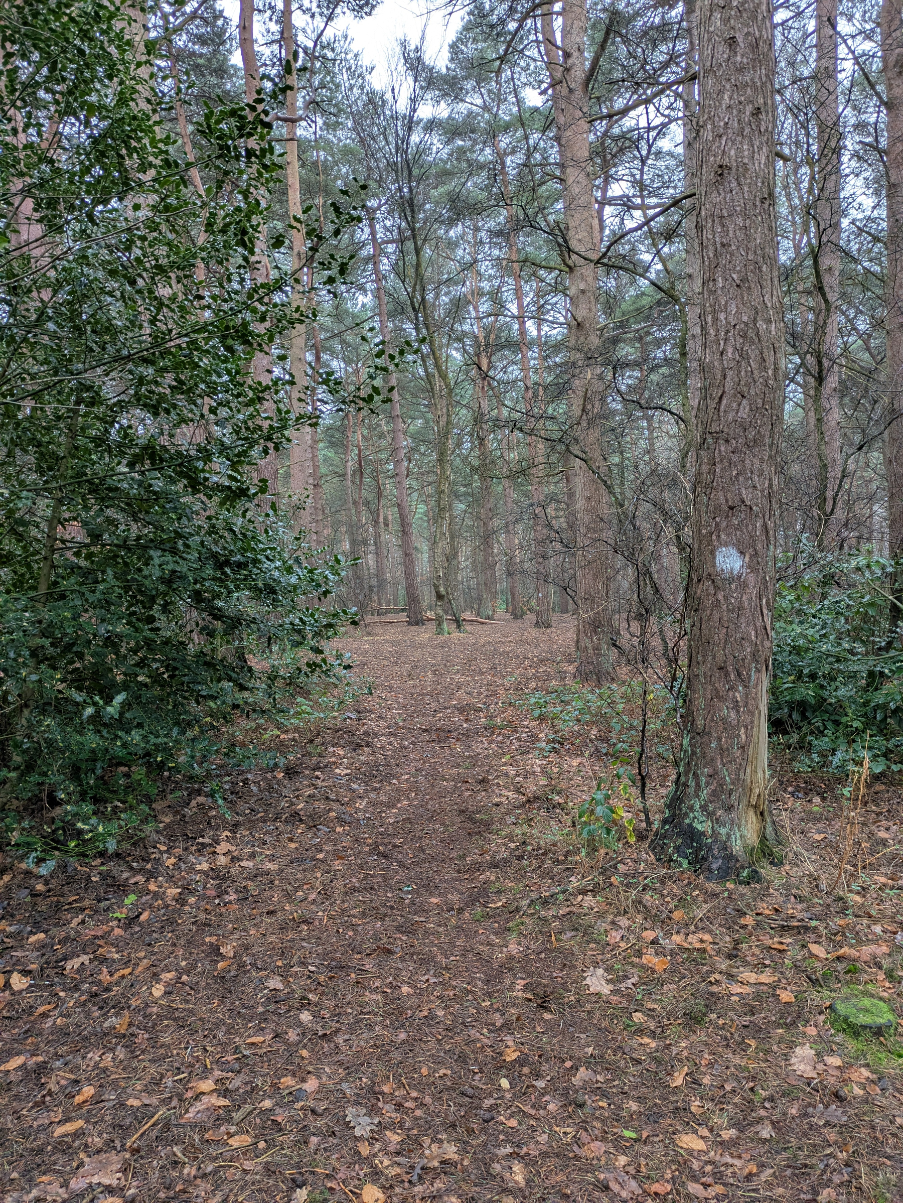 A forest path is surrounded by tall trees and scattered leaves on the ground.