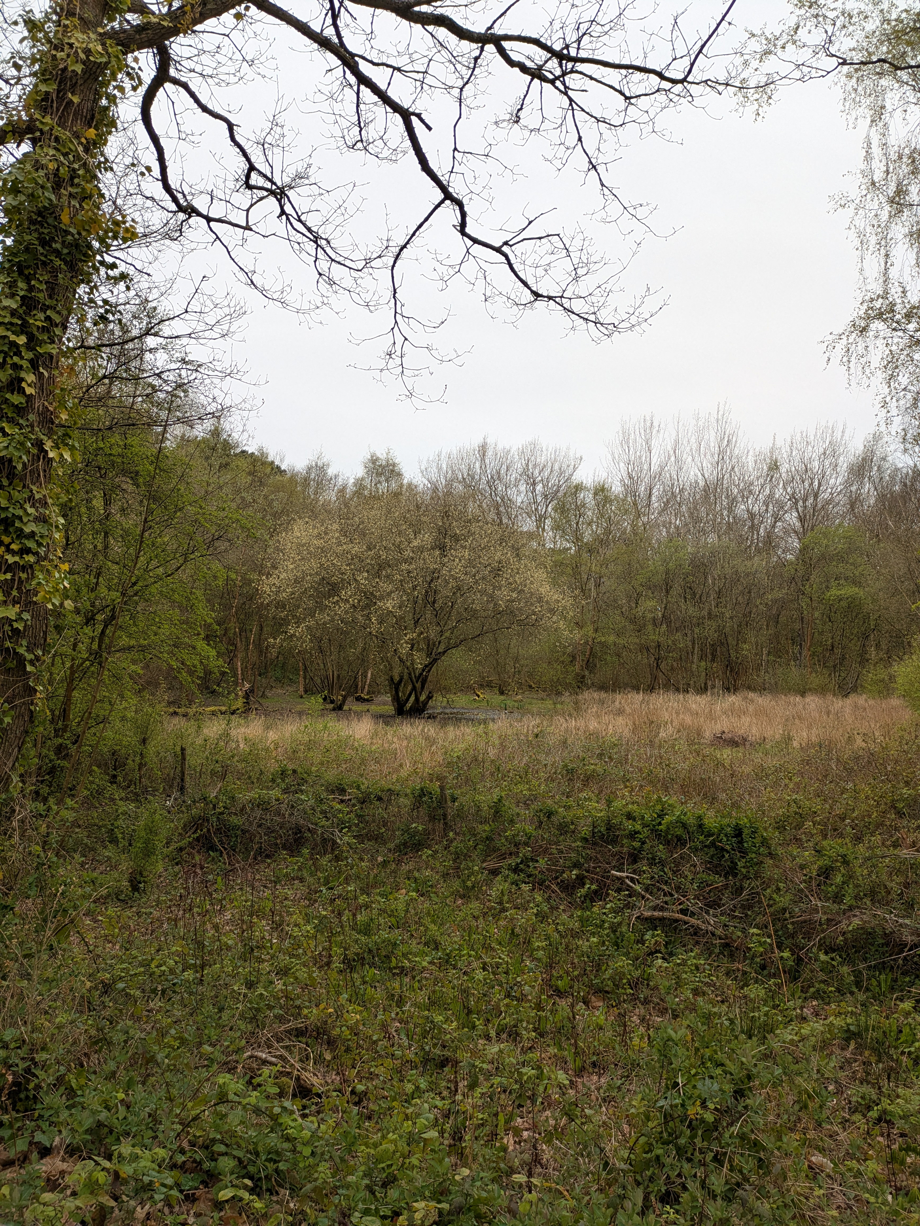 A tranquil meadow surrounded by trees and brush, with a grassy clearing in the center under an overcast sky.