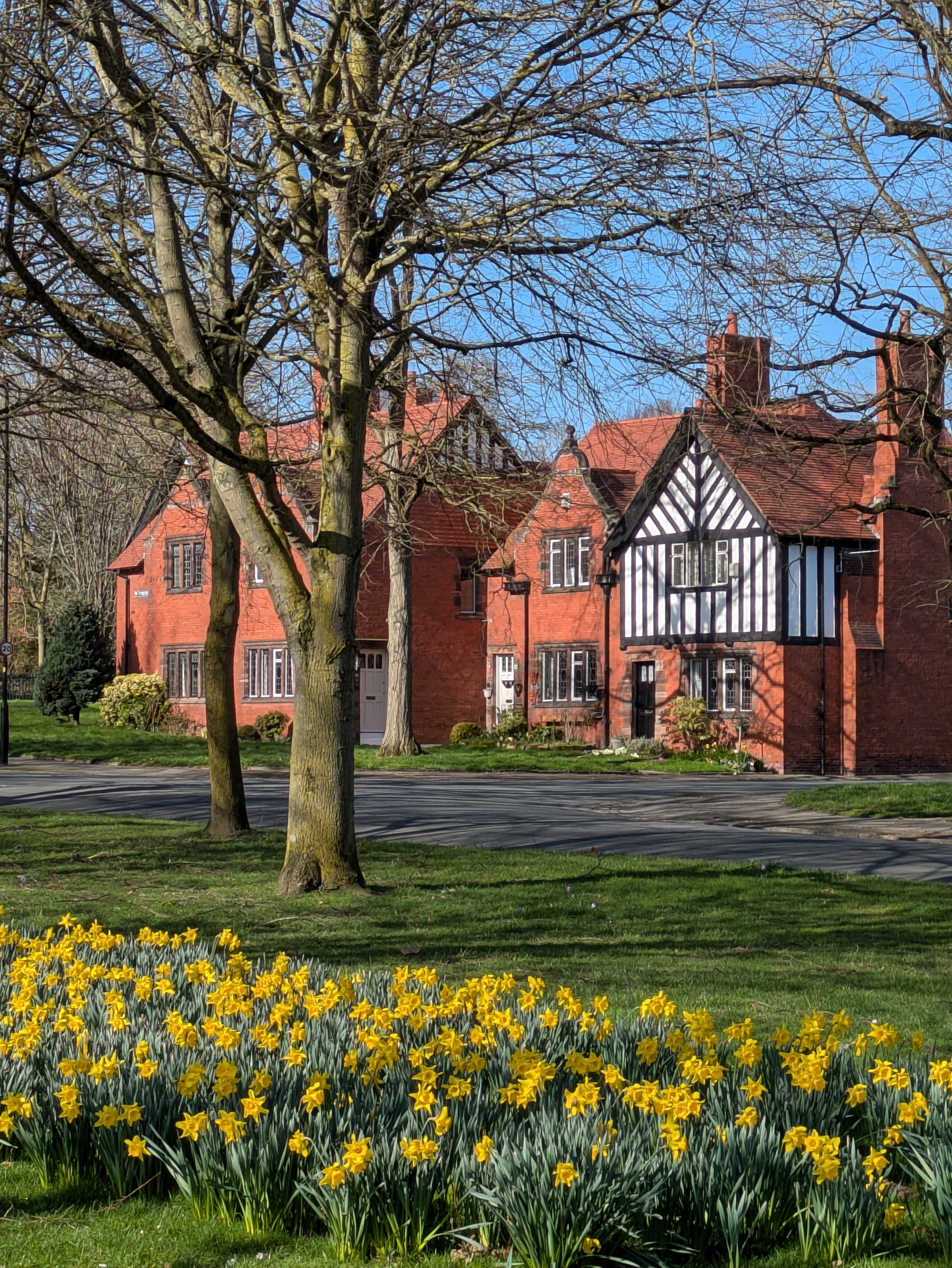 A charming scene features a Tudor-style house with red brick exteriors amidst blossoming daffodils and bare trees under a clear blue sky.