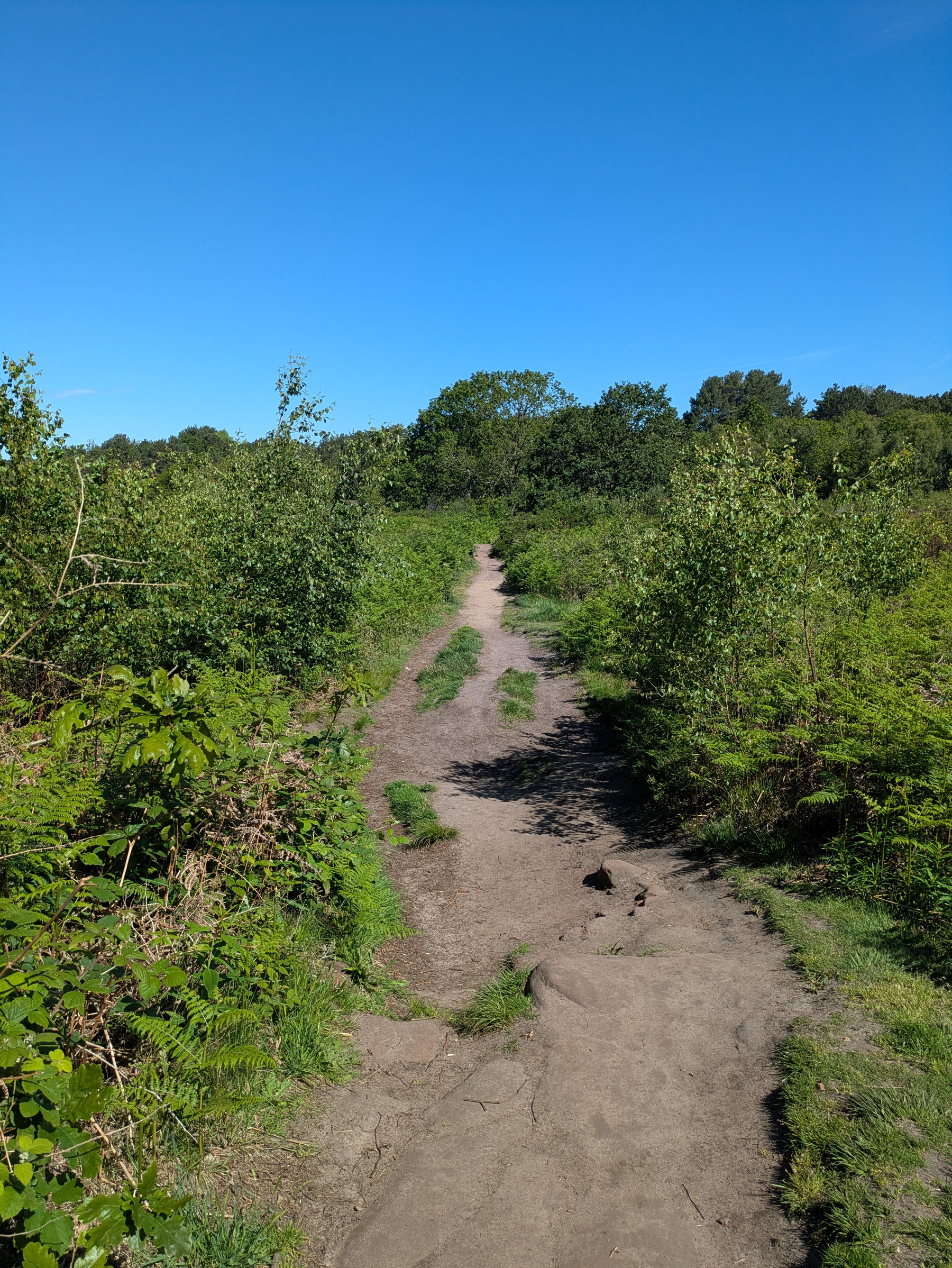 A dirt path winds through lush greenery under a clear blue sky.
