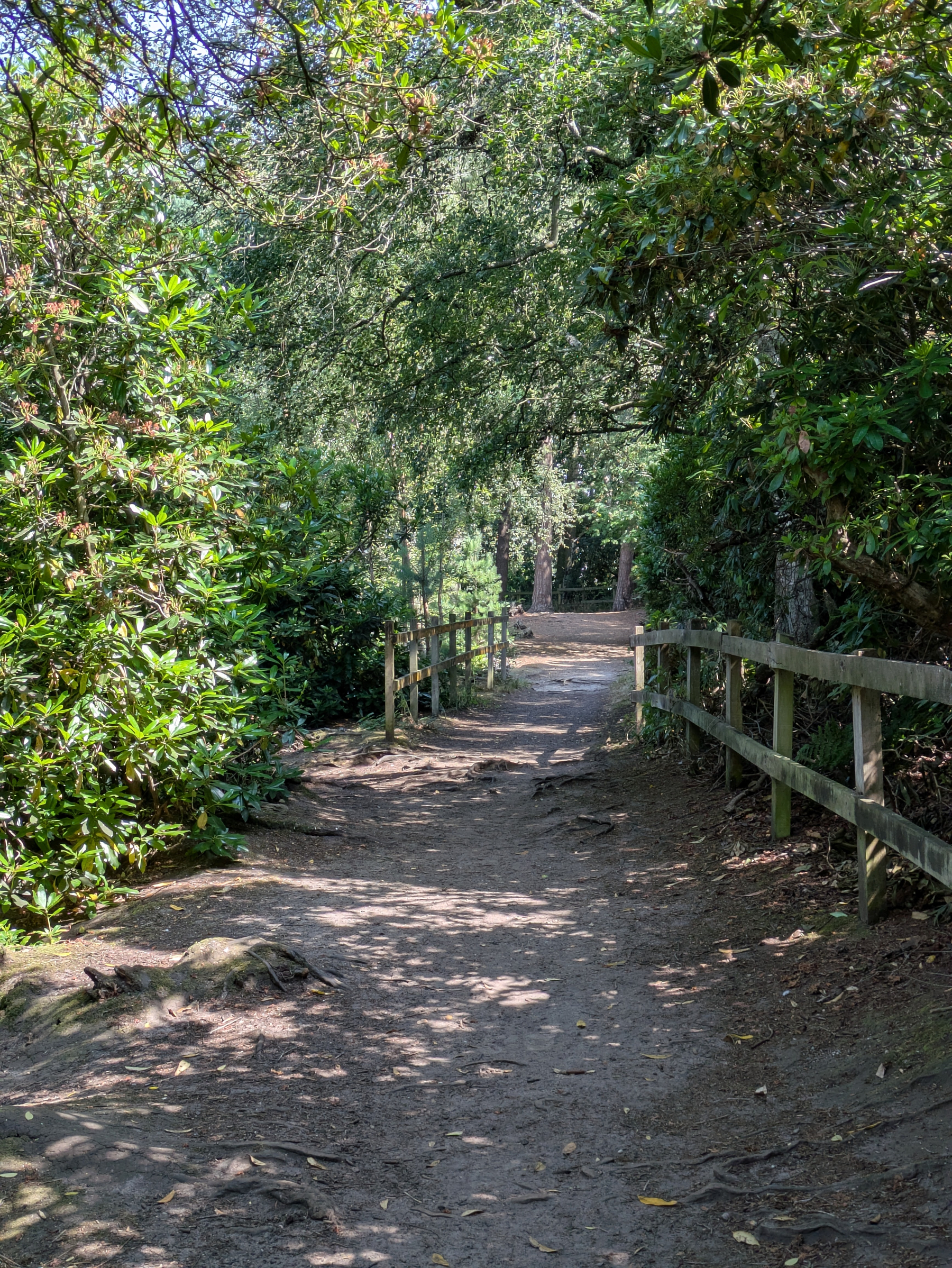 A dirt path lined with wooden railings winds through a lush, green forested area with sunlight filtering through the trees.