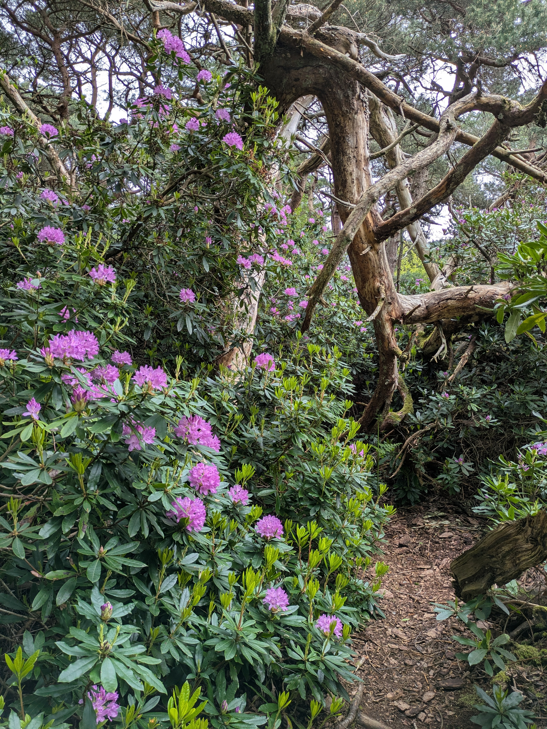 A narrow dirt path winds through dense foliage with blooming purple flowers and twisted tree branches.