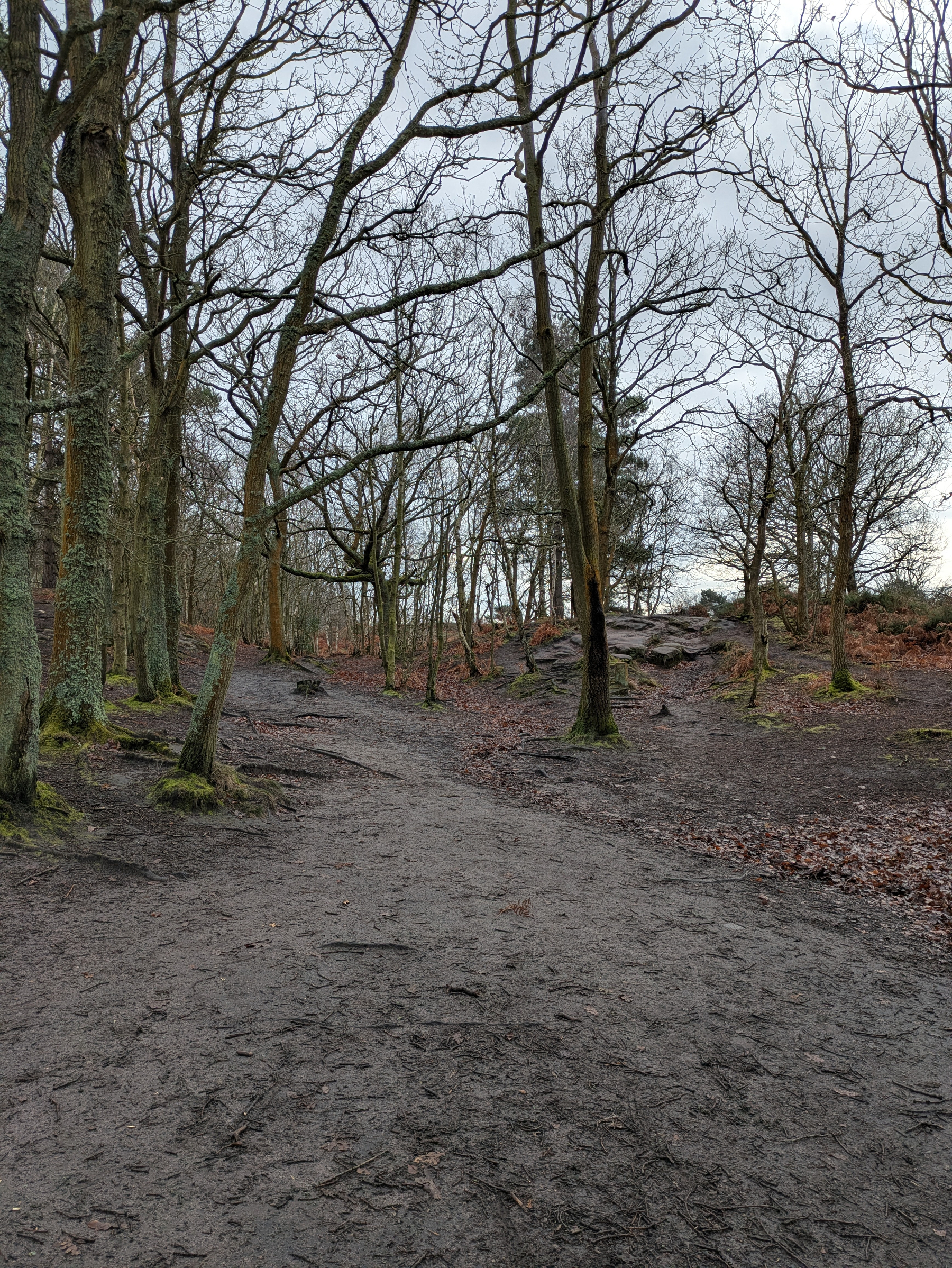 A narrow dirt path winds through a sparse, leafless forest with a cloudy sky overhead.