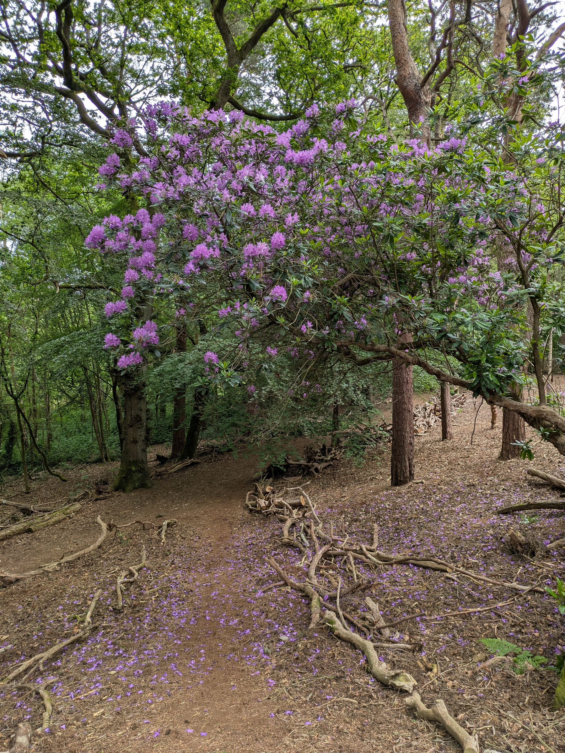 A dirt path in a forest is lined with branches and scattered with purple flowers, leading under a large tree adorned with vibrant purple blossoms.
