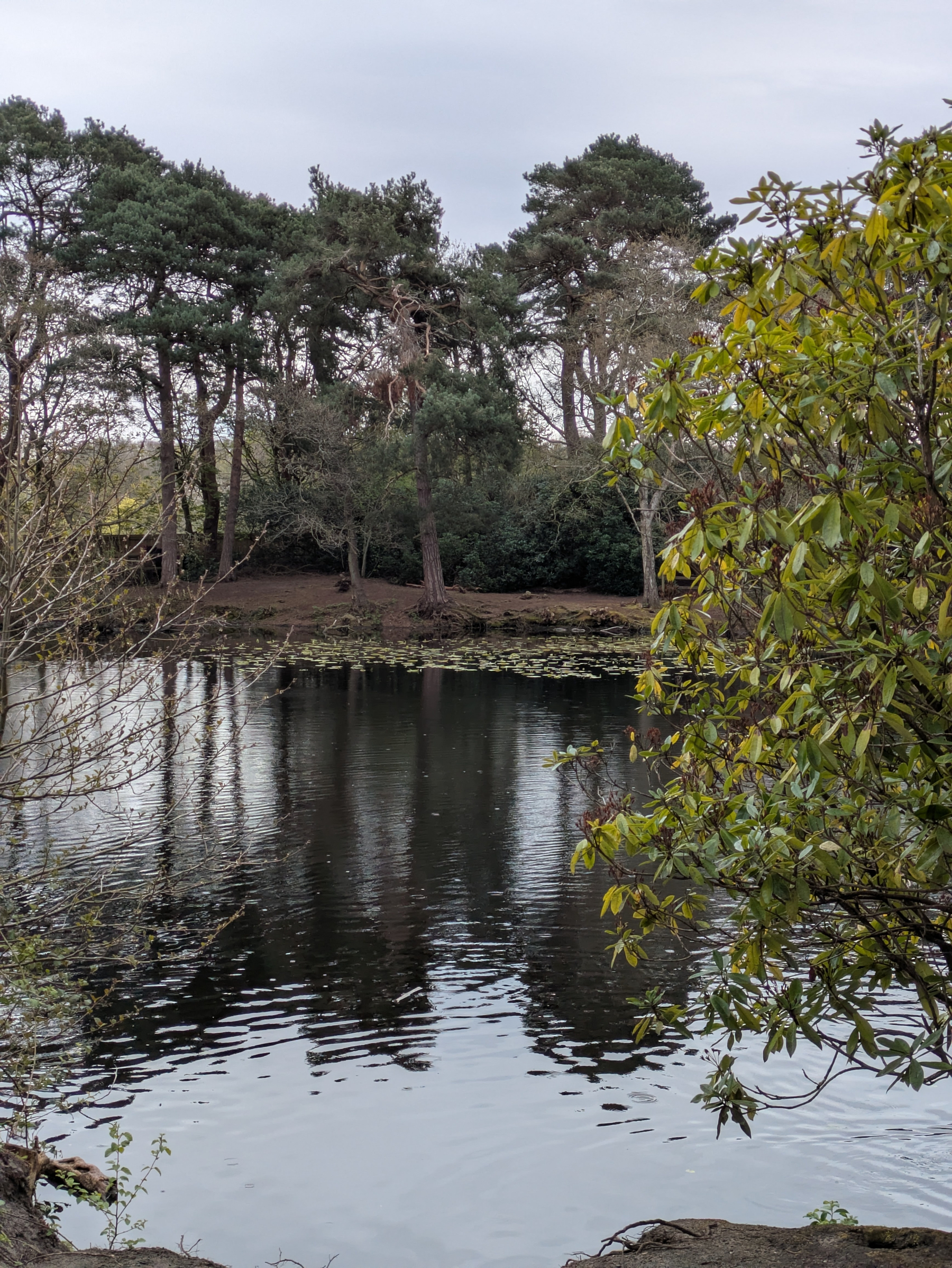 A serene pond is surrounded by trees with partially overcast skies reflecting on the water.