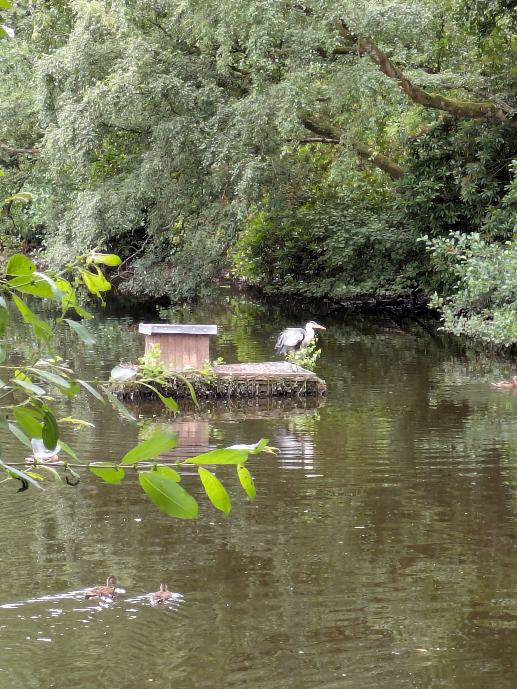 A heron stands on a small floating platform in a calm, tree-lined pond while two ducks swim nearby.