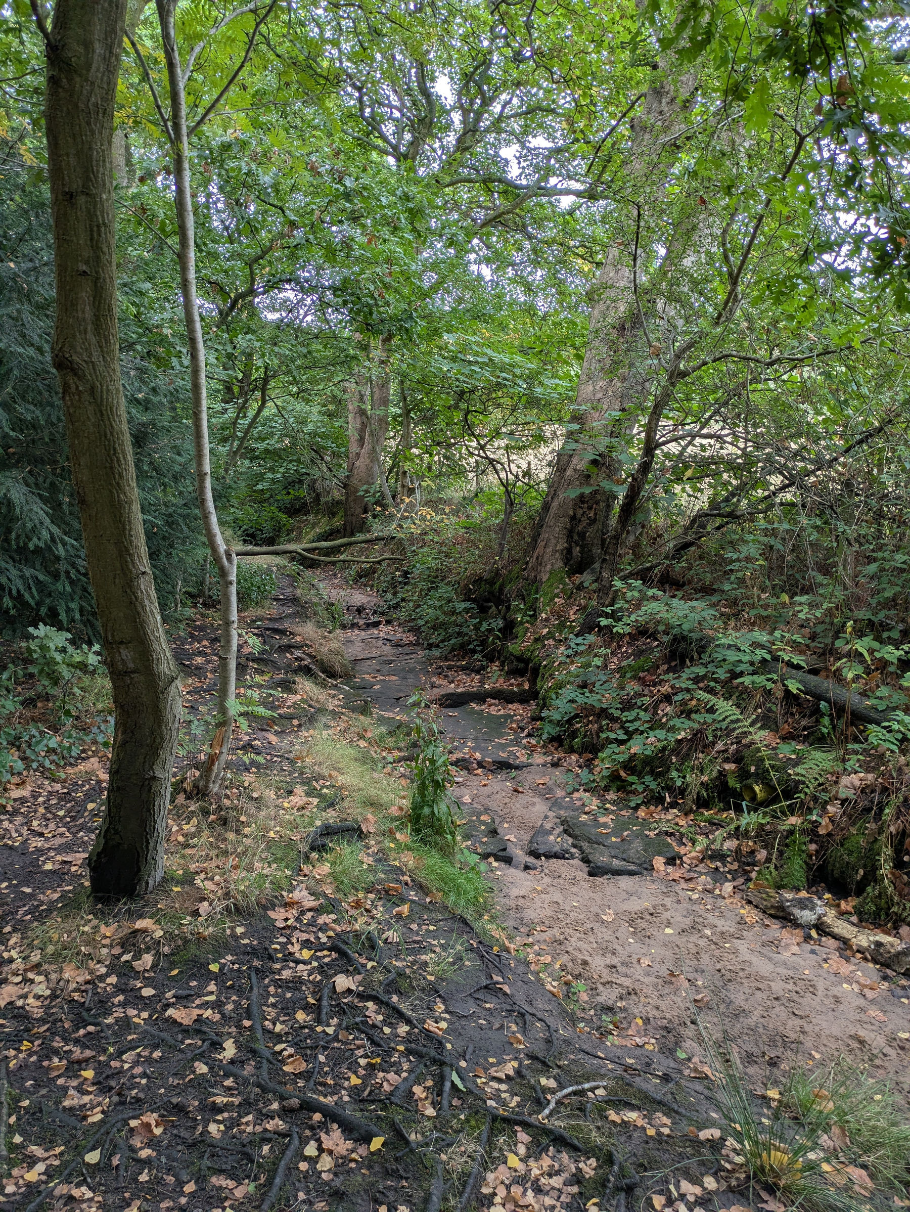 A forest path with scattered leaves and exposed tree roots runs alongside a dry, narrow stream bed surrounded by dense green foliage.