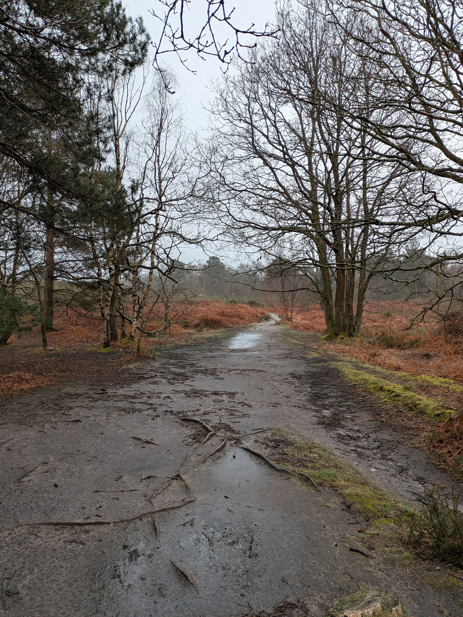 A winding path in a forested area is surrounded by bare trees and wet ground.