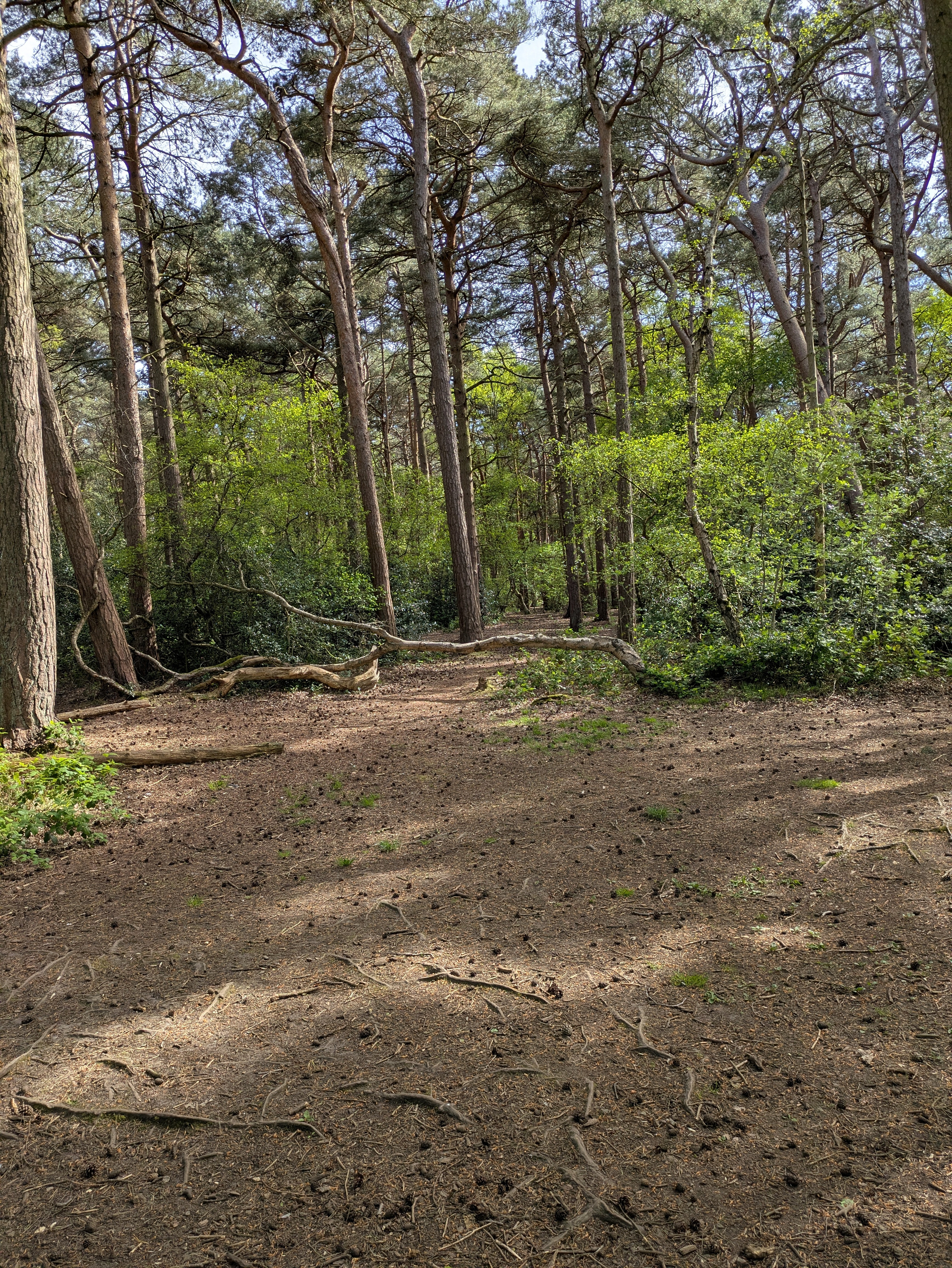 A serene forest scene with tall trees, green foliage, and a dirt path scattered with twigs and leaves.