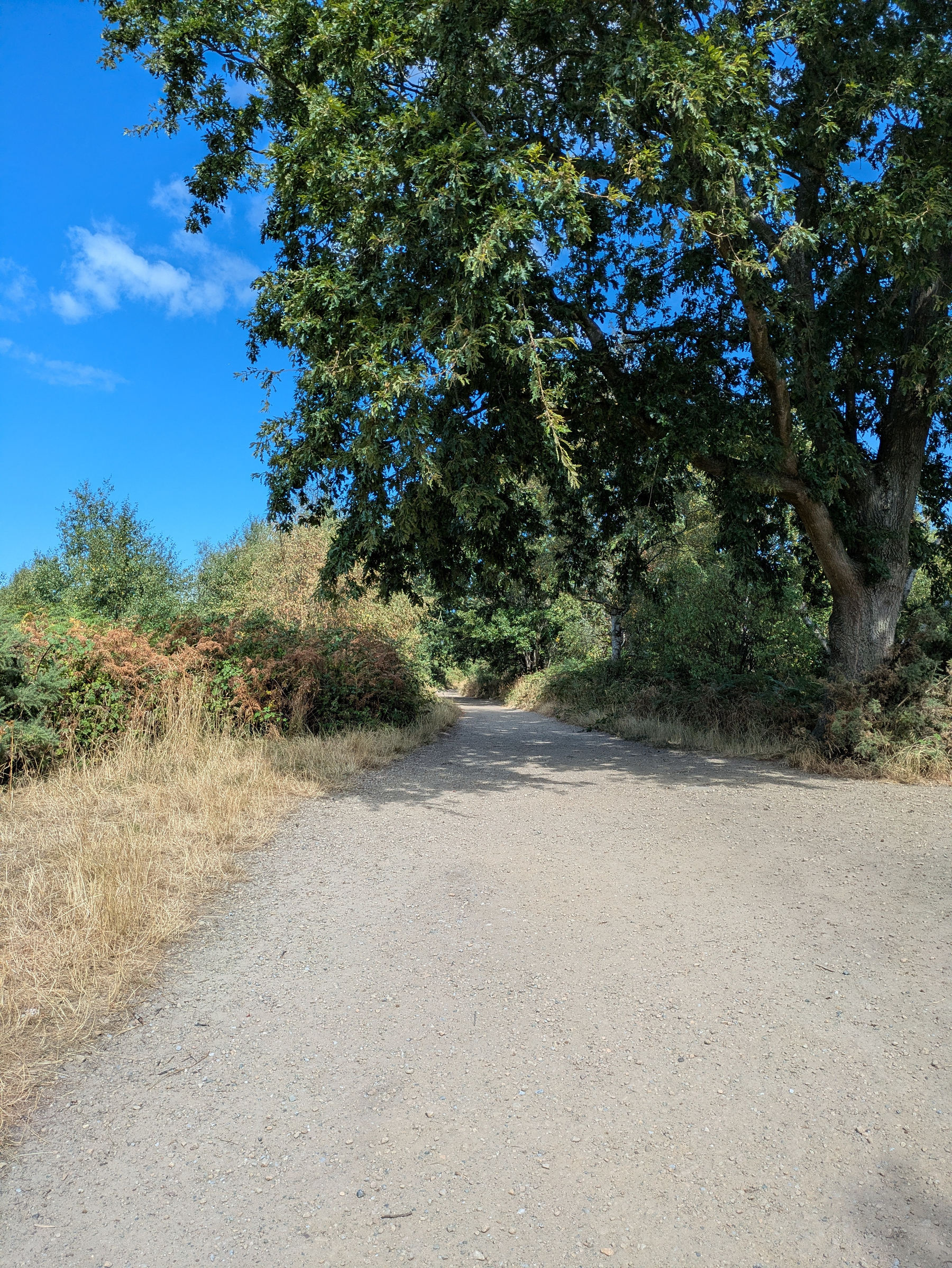 A dirt path winds through a sunlit forested area with a large tree providing shade on the right side.