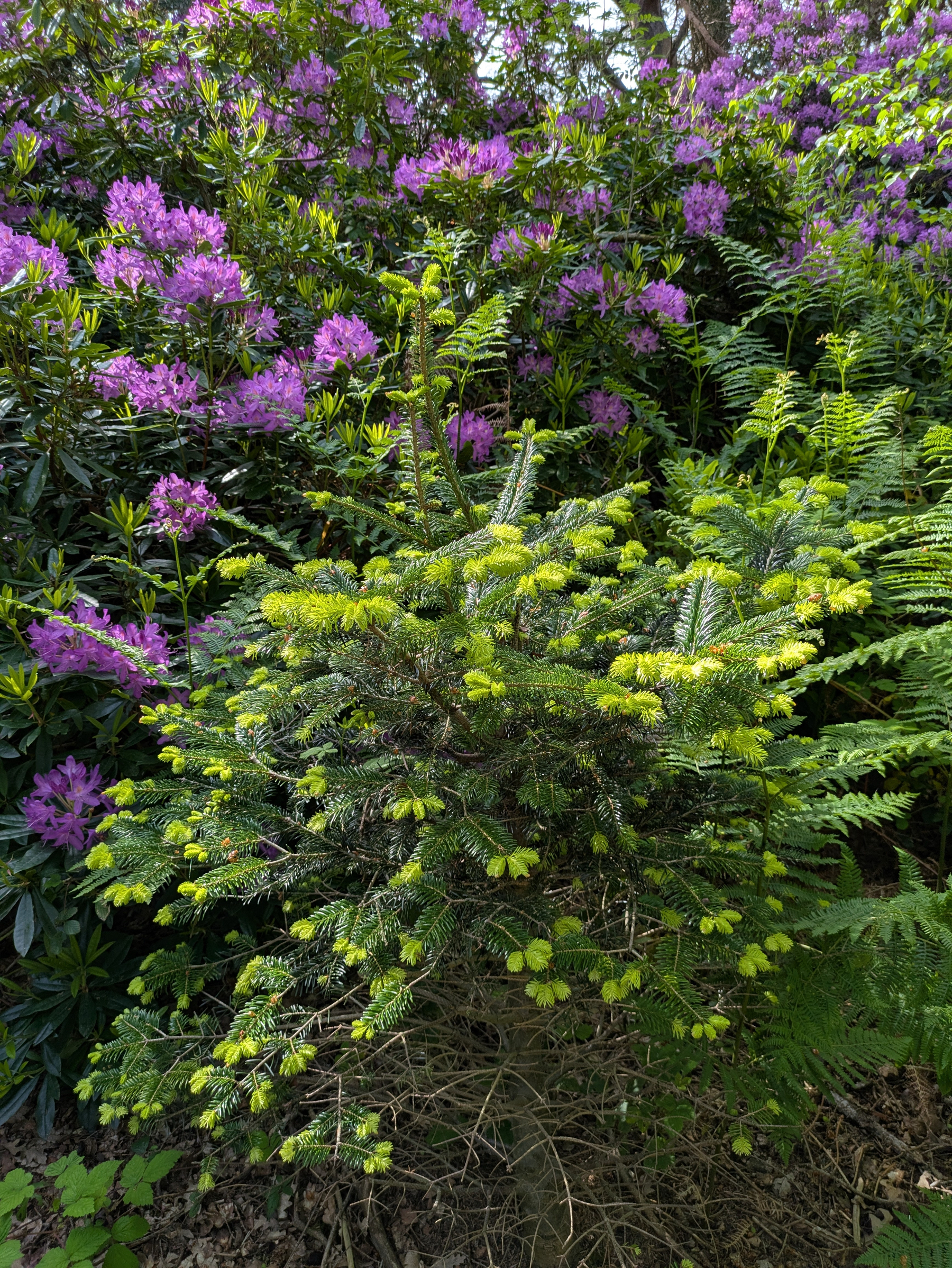 A lush green coniferous plant is surrounded by vibrant purple-flowered shrubs.