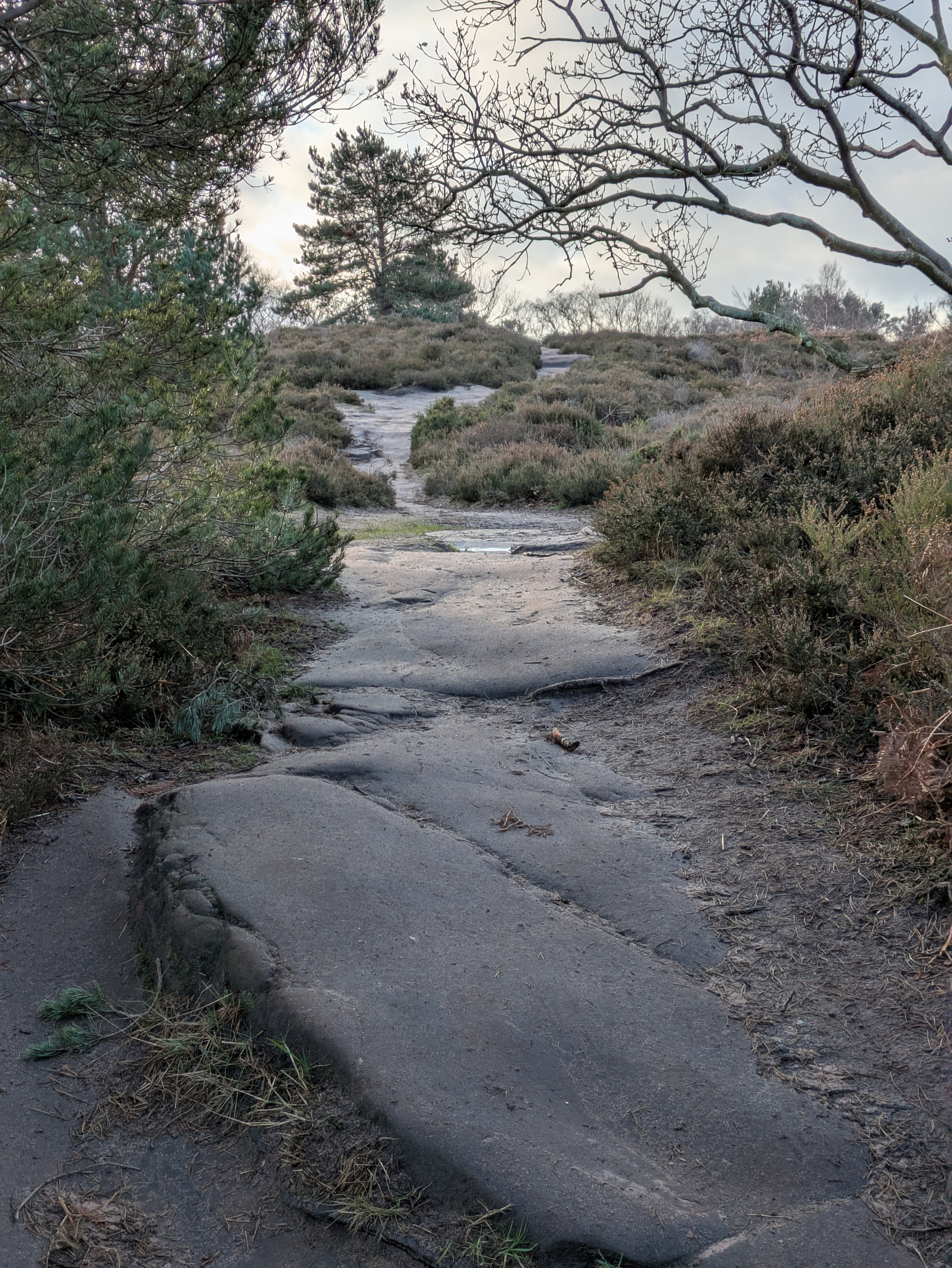 A rocky, weathered path winds through a natural landscape with sparse vegetation and bare trees.