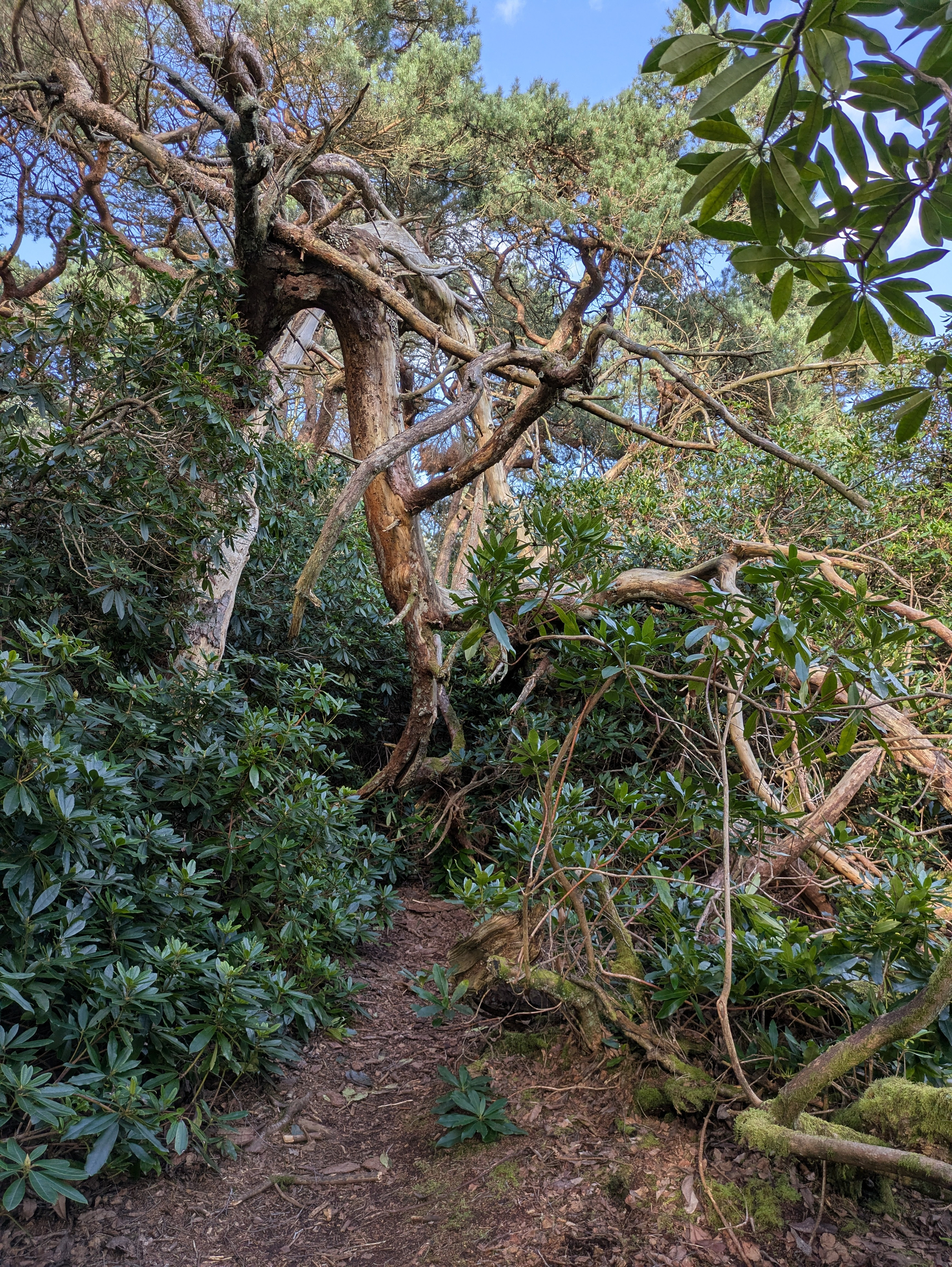 A winding, narrow path cuts through lush, dense greenery with a canopy of gnarled trees overhead.