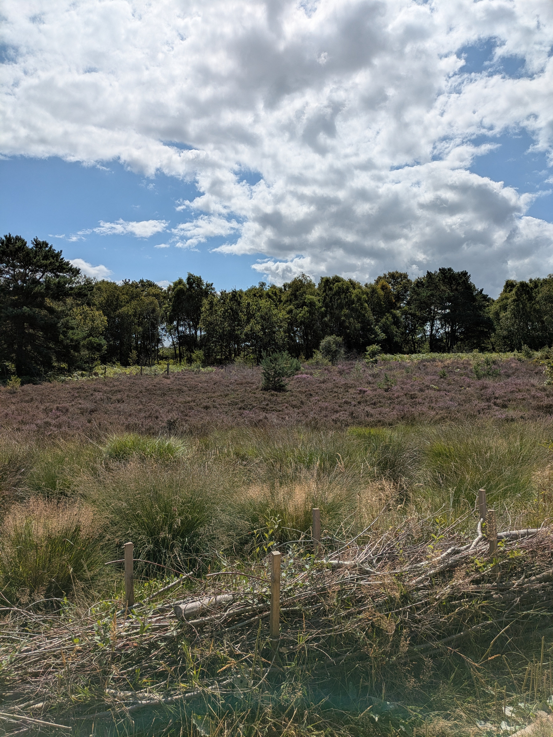 A serene landscape features a grassy field with a woven fence in the foreground, purple heather in the middle, and a dense tree line under a partly cloudy sky.