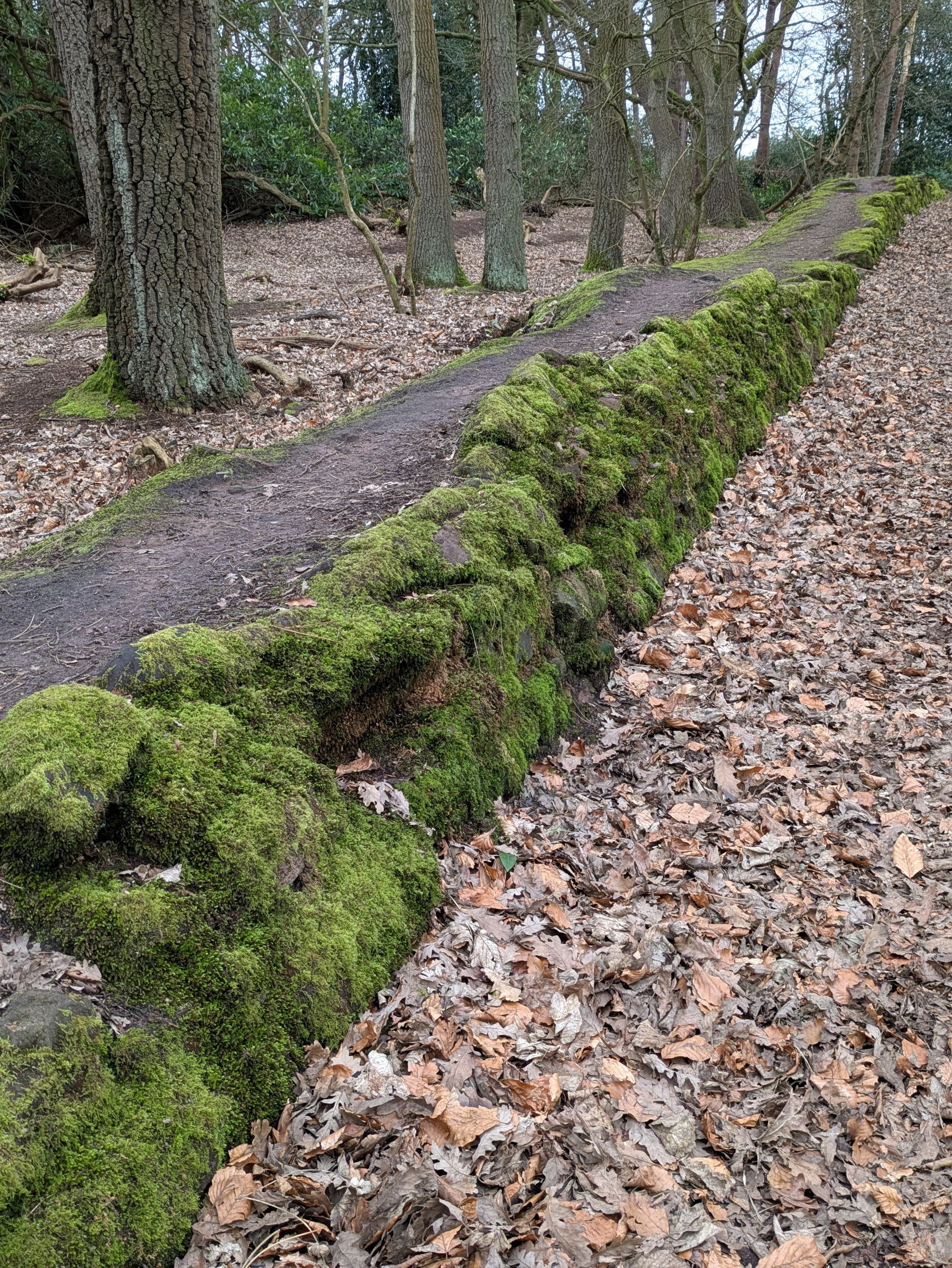 A moss-covered stone wall runs alongside a narrow forest path surrounded by trees and fallen leaves.