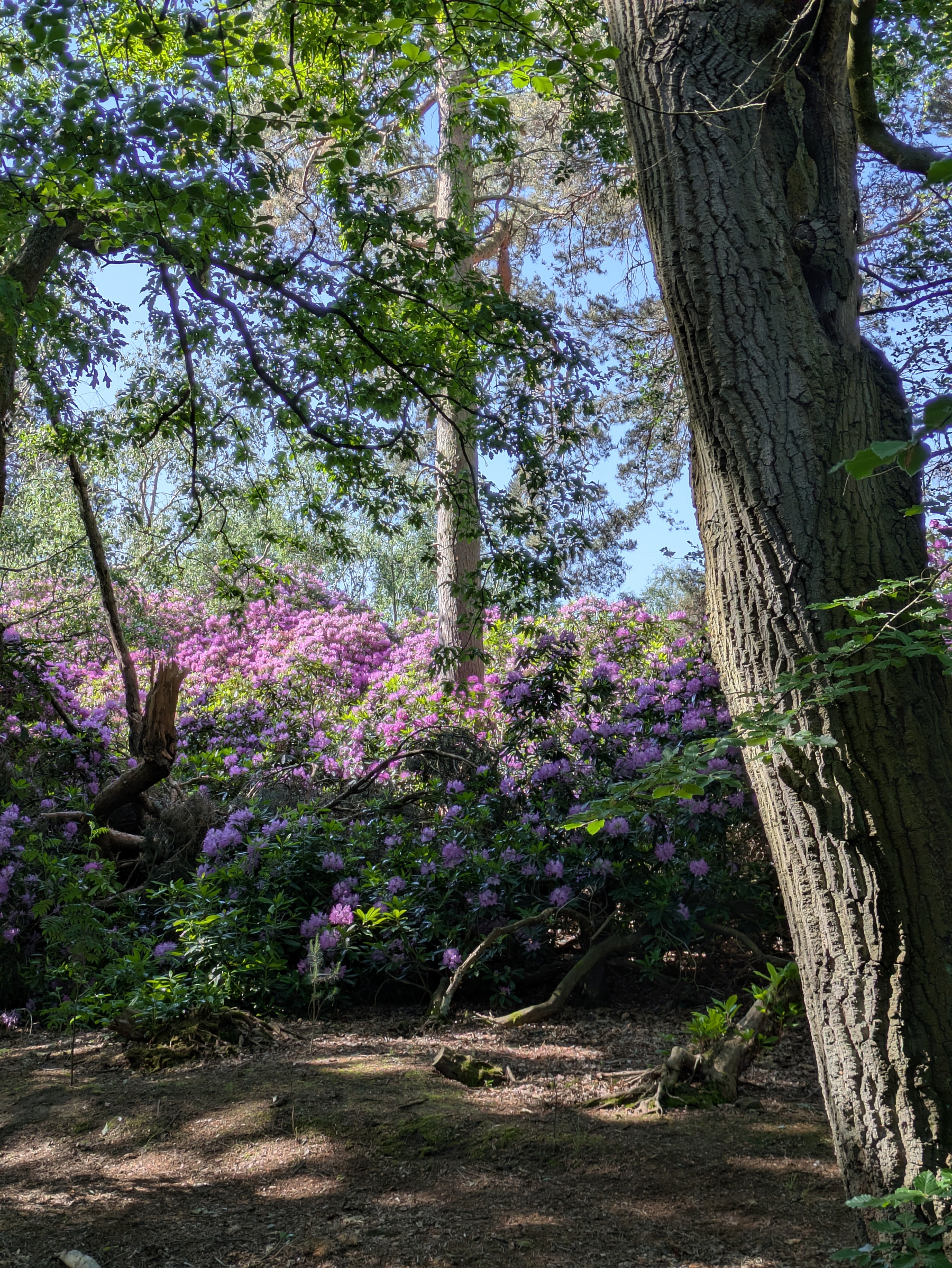 A wooded area is filled with blooming purple flowers and sunlight filtering through the trees.